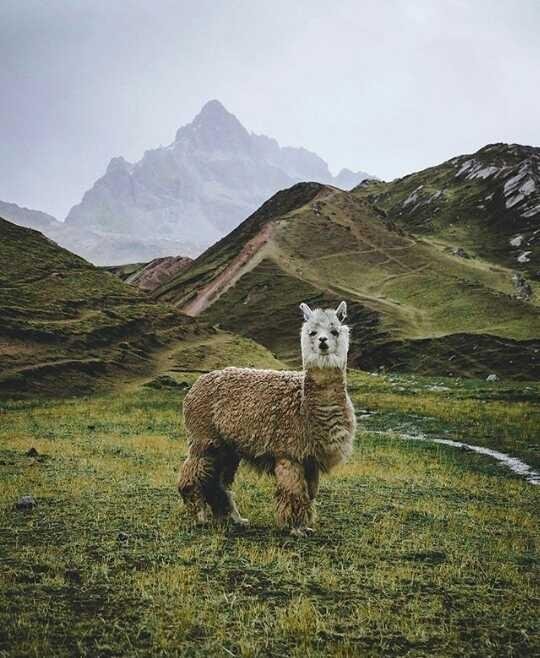 Animals9 Alpaca Animals9 Alpaca
