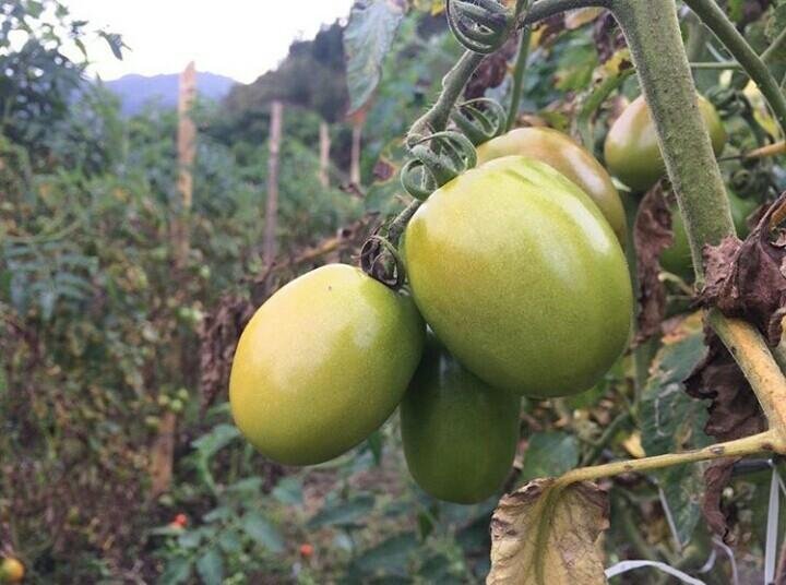 Budidaya Tanaman  Tomat  Cultivation of tomato plants ACEH 