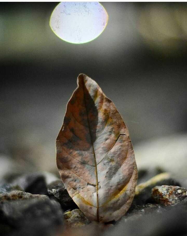 Paling Populer 18+ Gambar Daun Yang Gugur Richa Gambar Paling Populer 18+ Gambar Daun Yang Gugur Richa Gambar