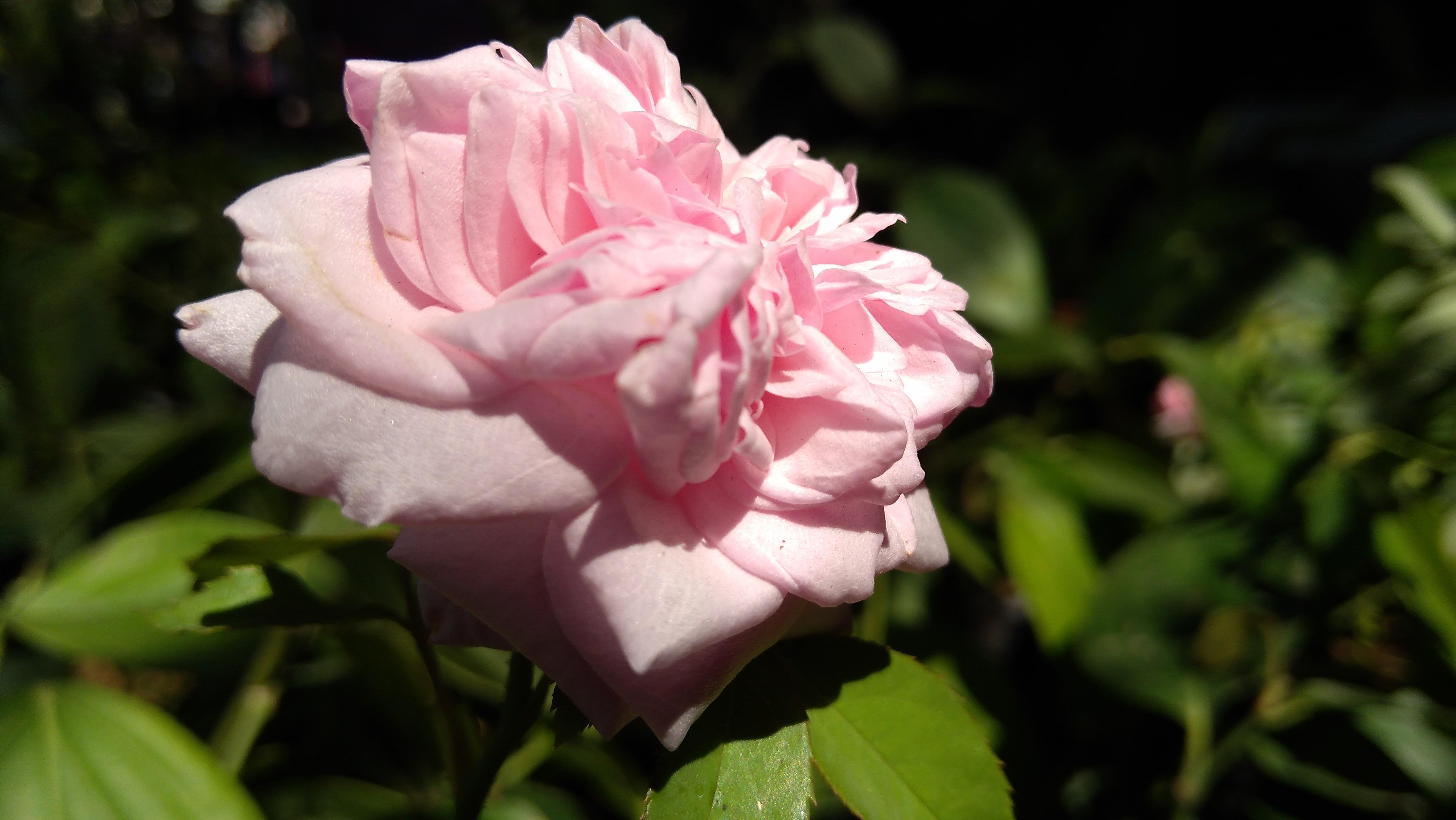 Bunga Mawar Lambang Cinta Rose Flower Symbol Love