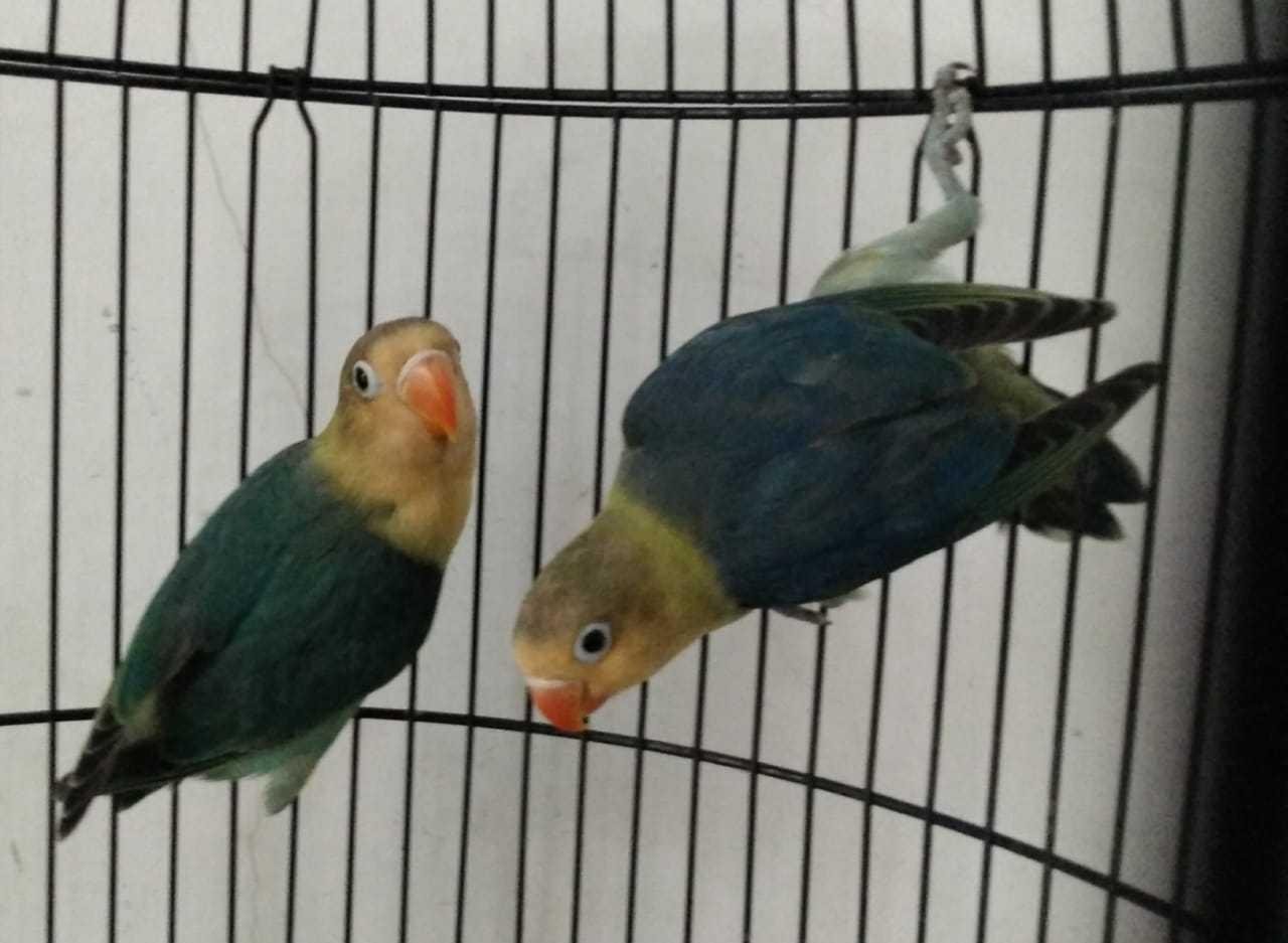 Love Bird Burung Cinta Partiko