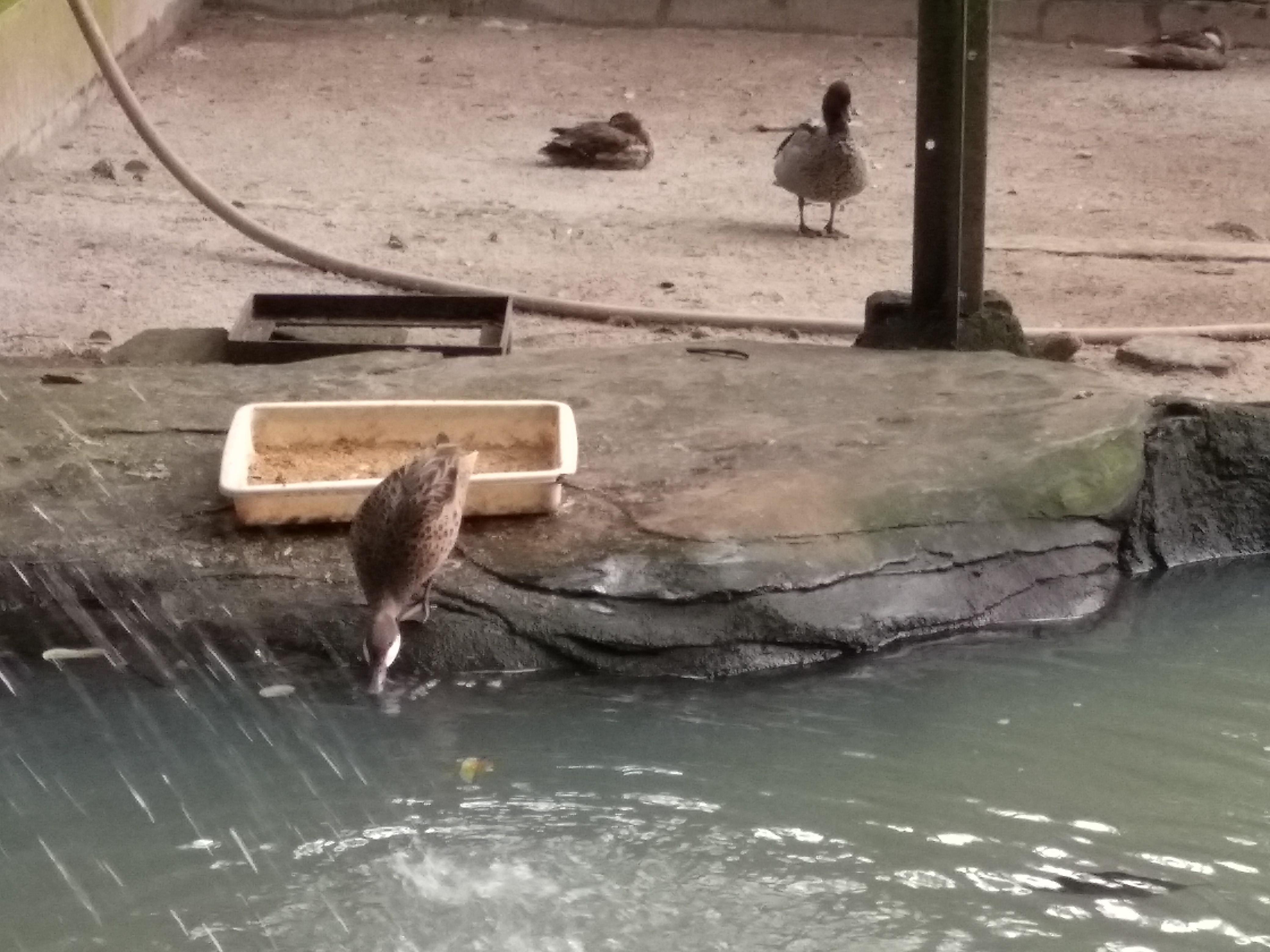 Burung Belibis Steemkr