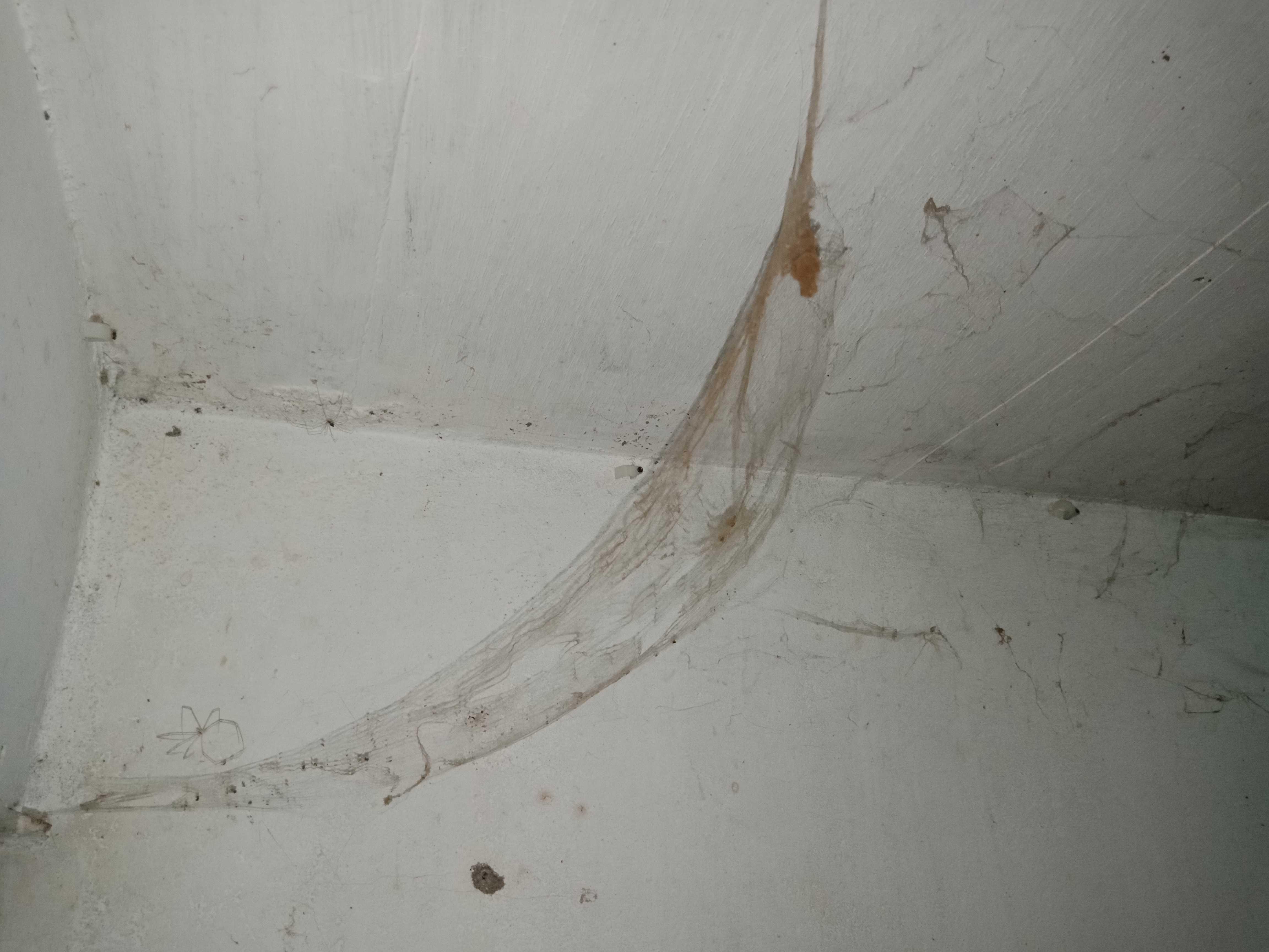 The Cobwebs To Stop The Bleeding Coming Out Of The Organs