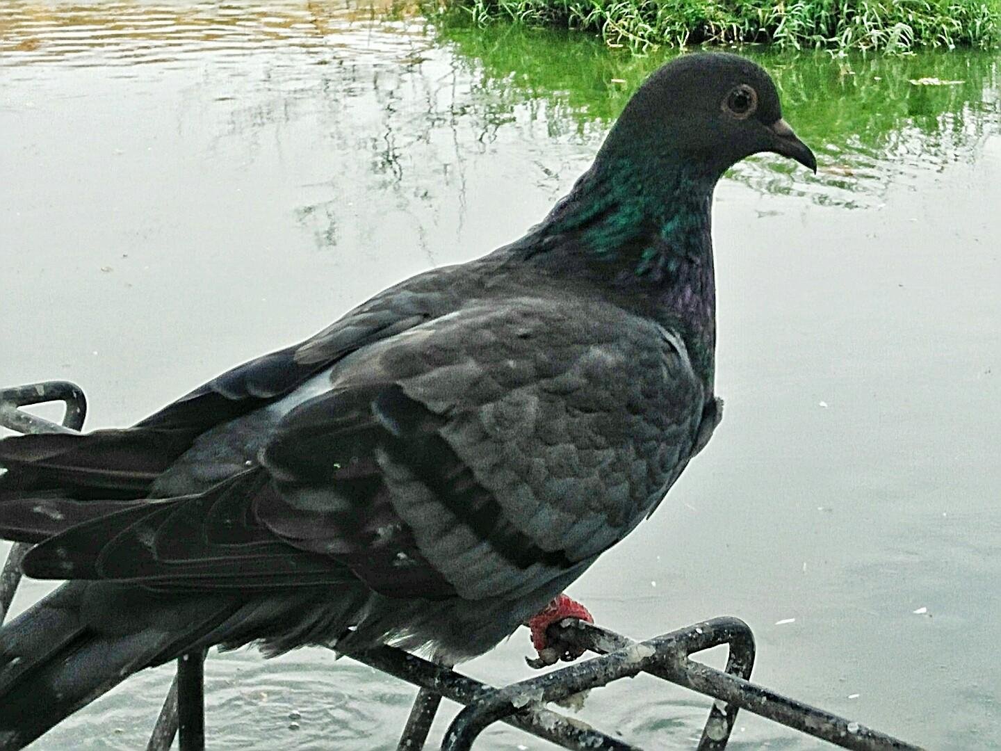 Burung Merpati Dara