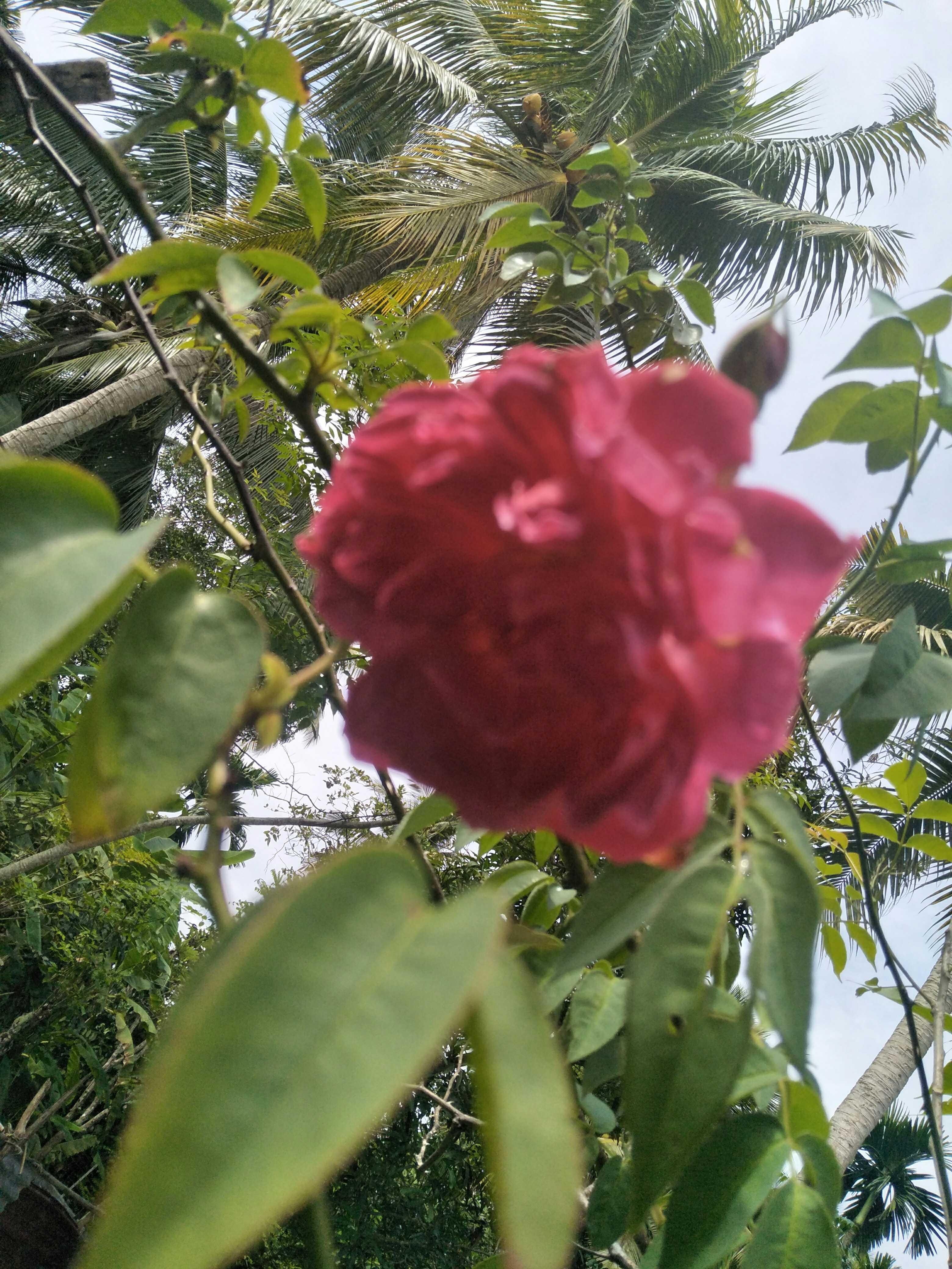 Gambar Setangkai Bunga Mawar Kuning - Mawar Ku