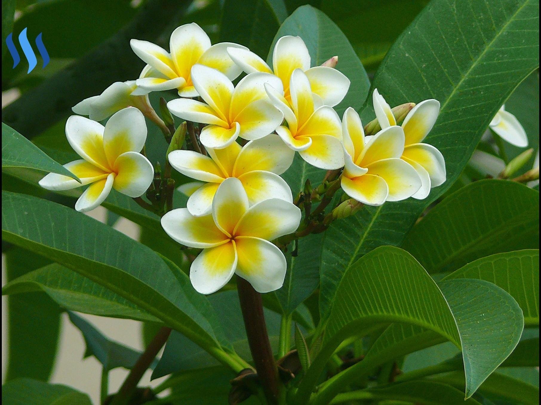 Gambar White Frangipani Flowers Bunga  Kamboja  Putih 
