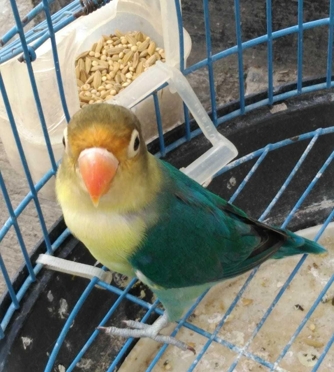 Love Bird Burung Cinta Partiko