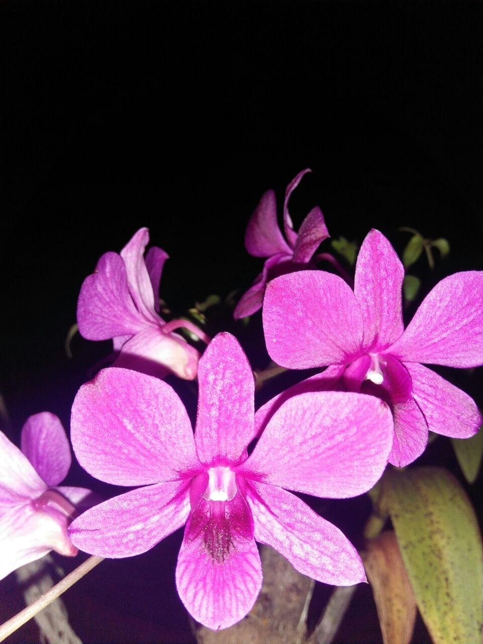 Menakjubkan 10 Bunga  Anggrek  Nama  Latin  Gambar Bunga  HD