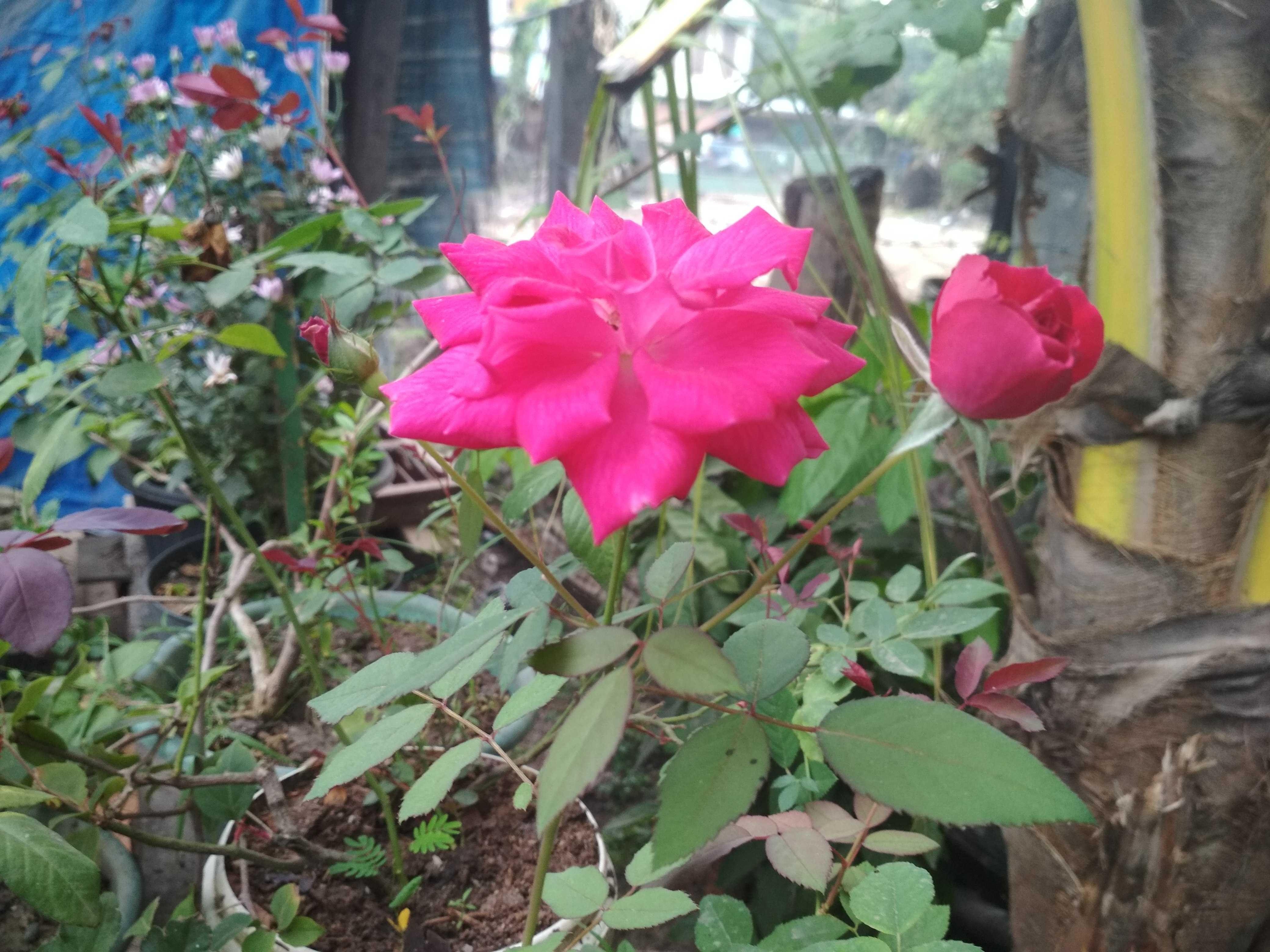 Bunga Mawar Harum Dan Indah