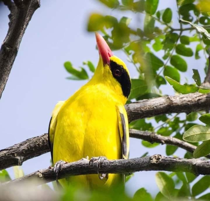 Burung Yang Indah Esteem