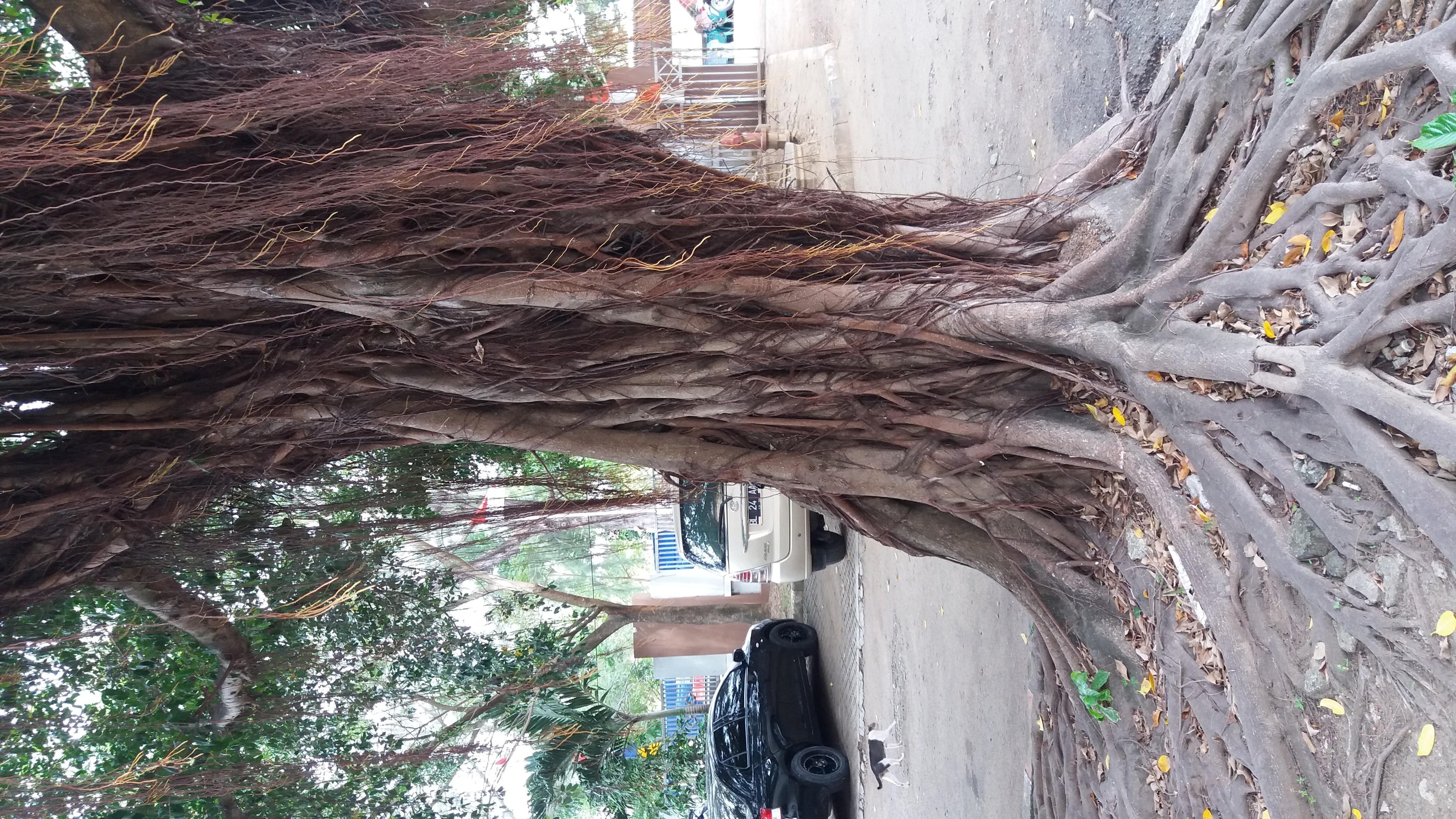 Banyan Tree History For Indonesia Steemkr - thi!   s tree became one of the symbol of political party that is golkar party well it turns out this tree still thrives in banda aceh tree lohh