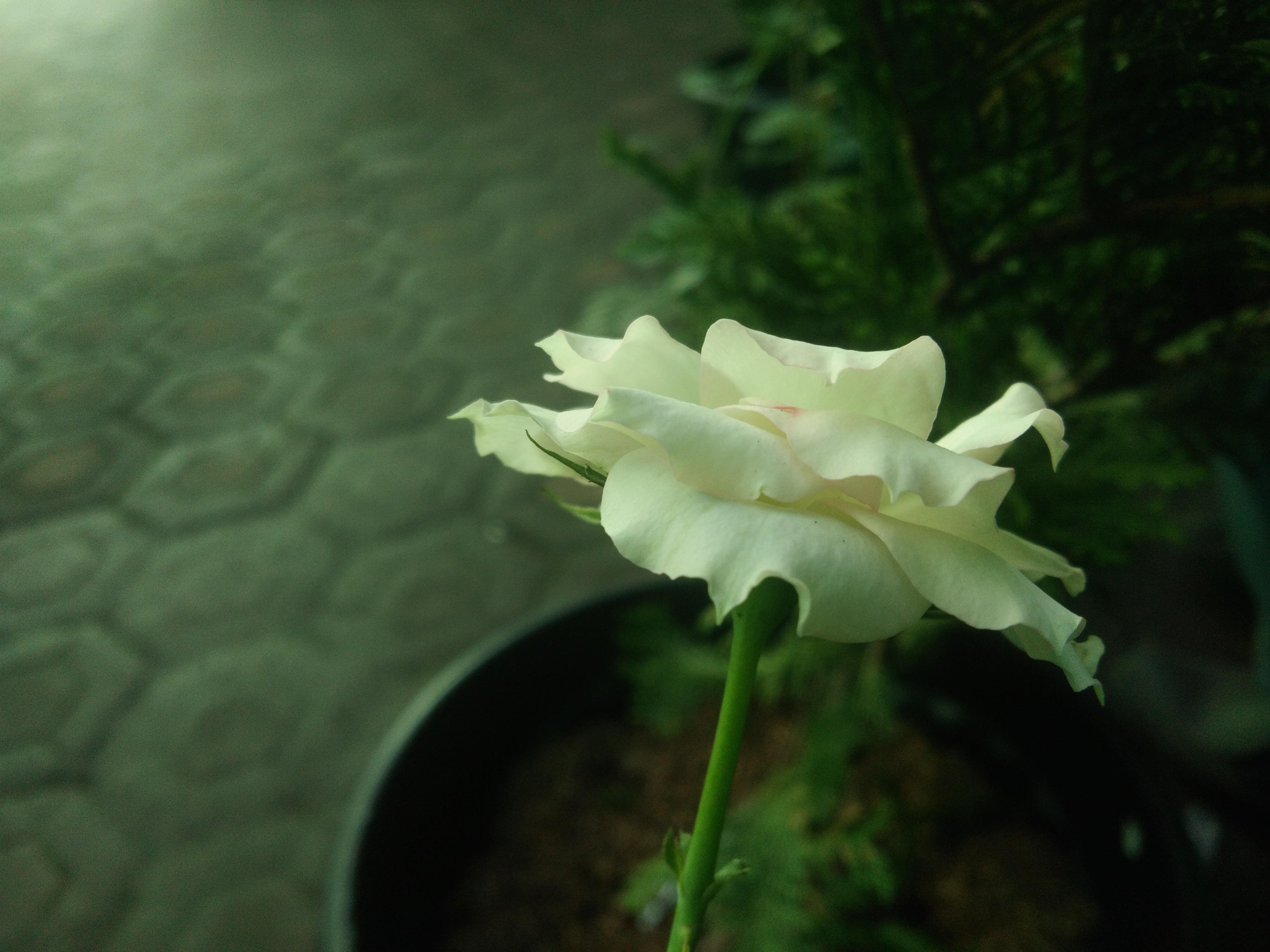  Bunga  mawar  putih  Steemkr