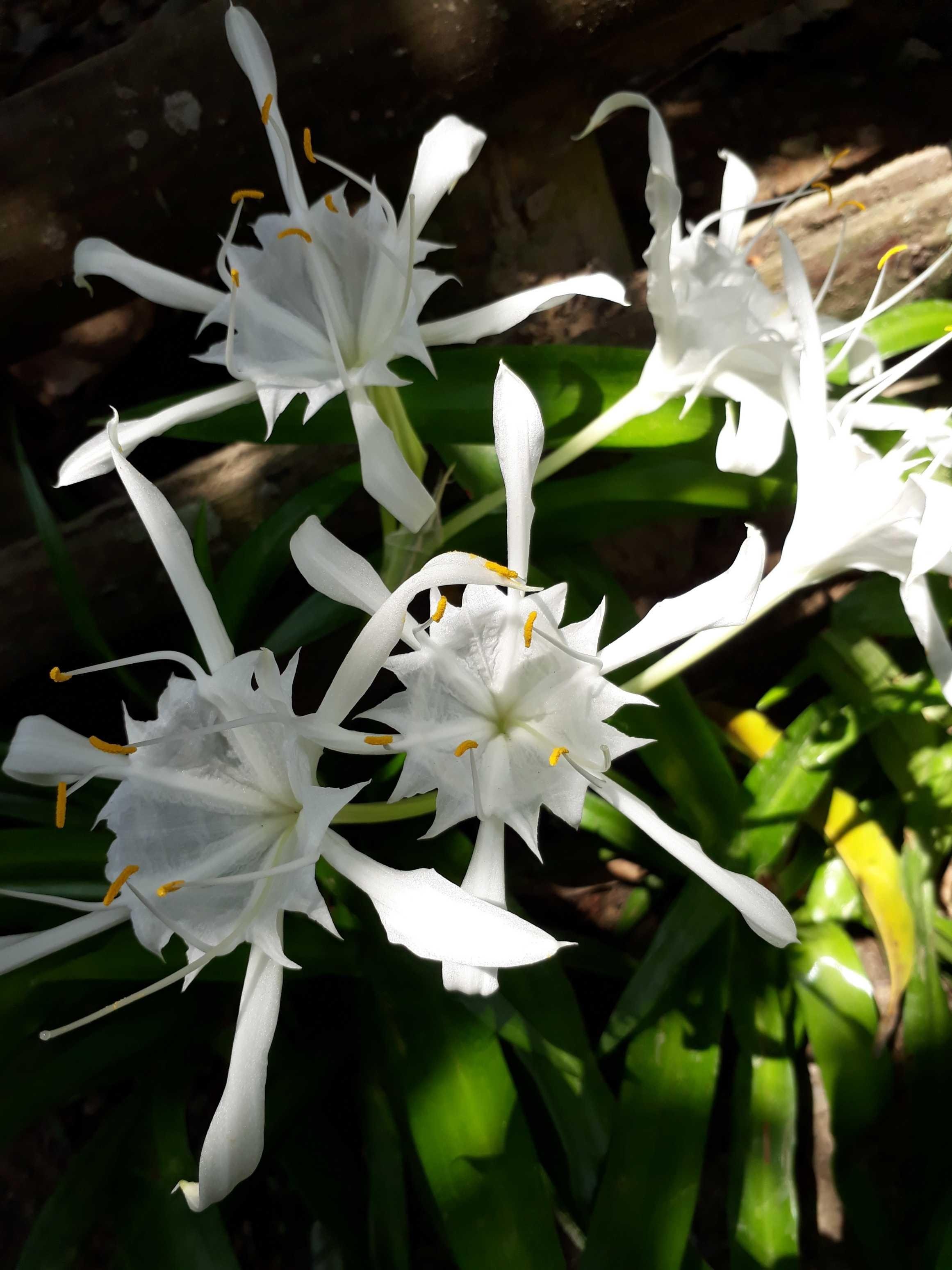 Bunga Warna Putih Yang Cantik Steemkr