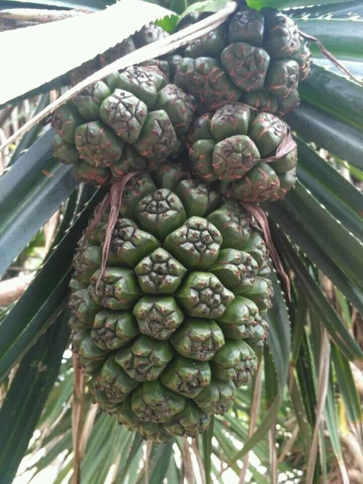 Buah pandan laut Fruit of pandanus utilis