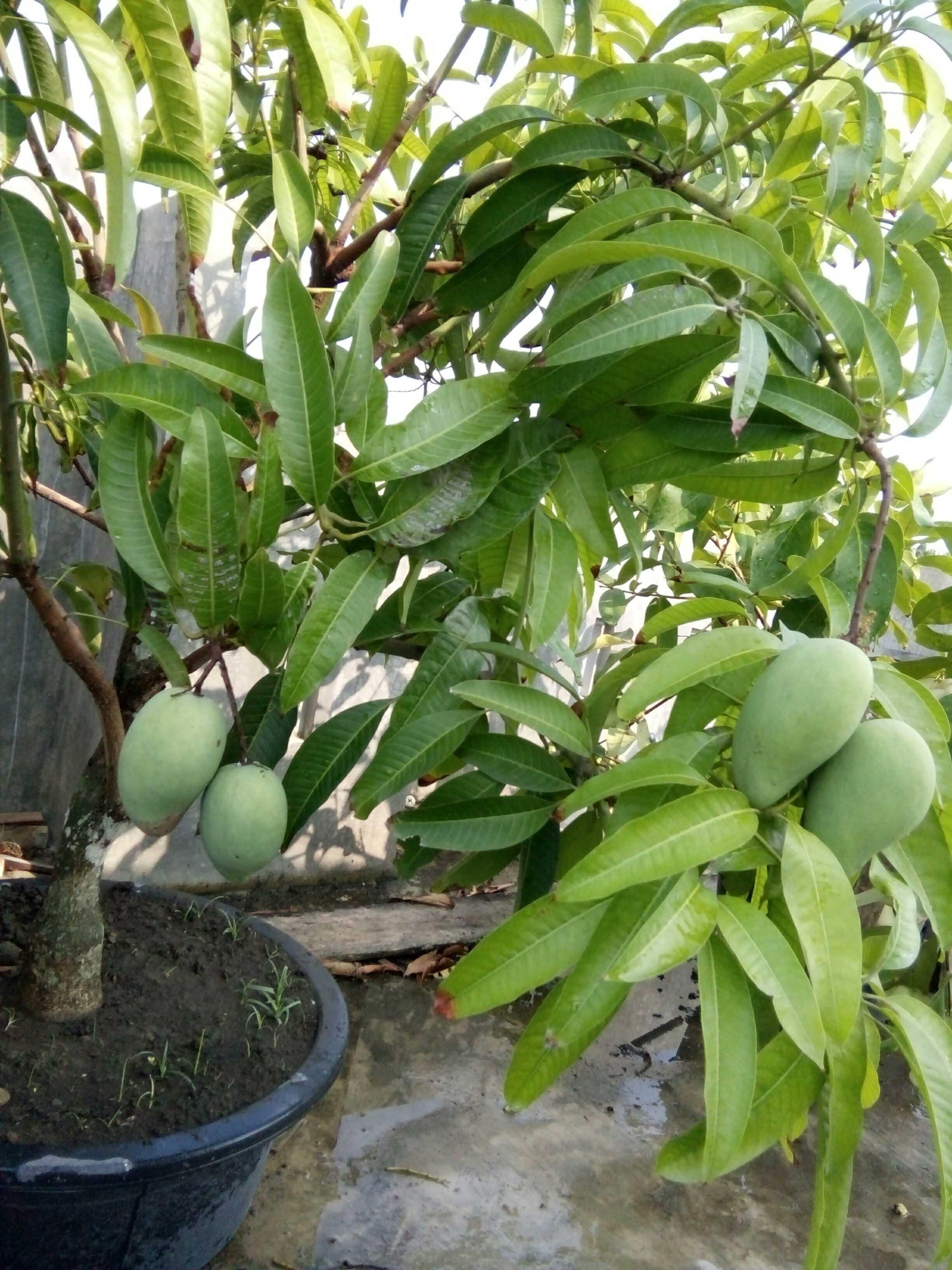  POHON MANGGA MADU   Steemkr