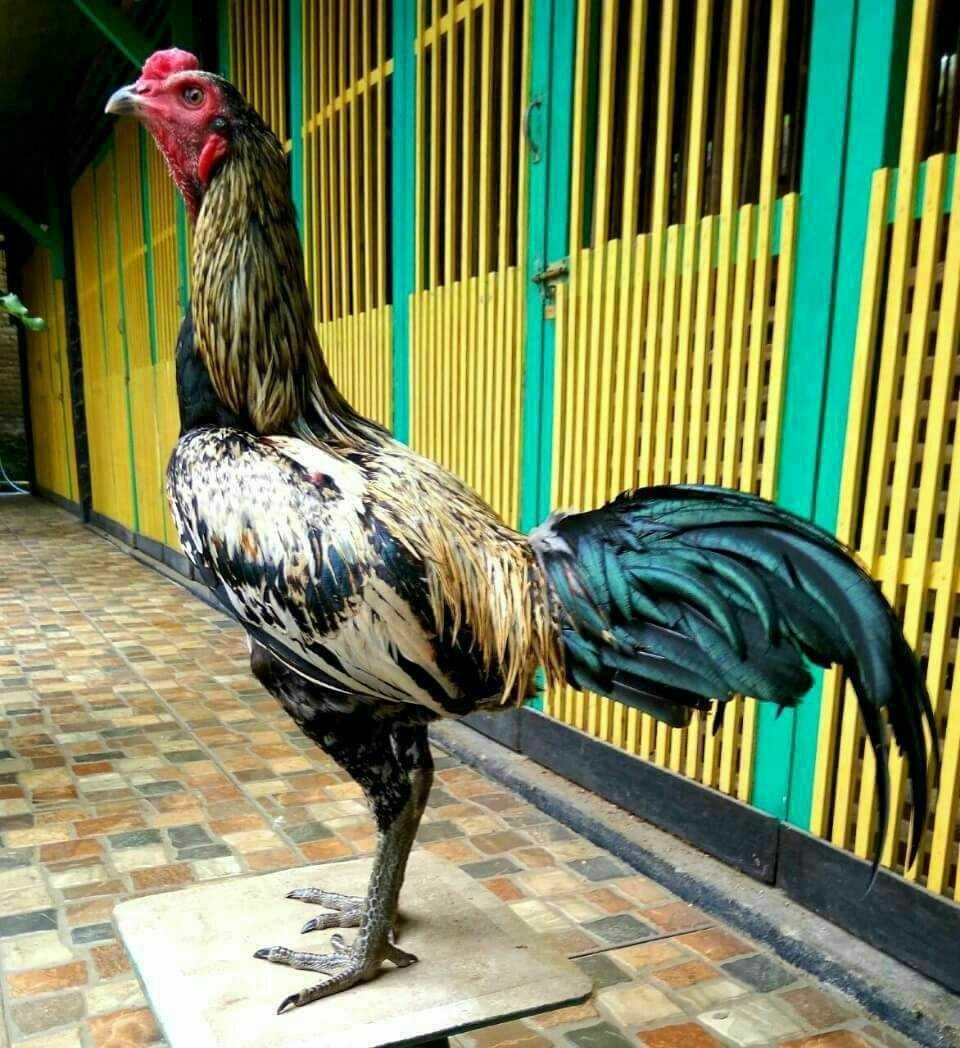Ayam Burma Sebagai Ayam Aduan Moderen Steemkr<script async src=