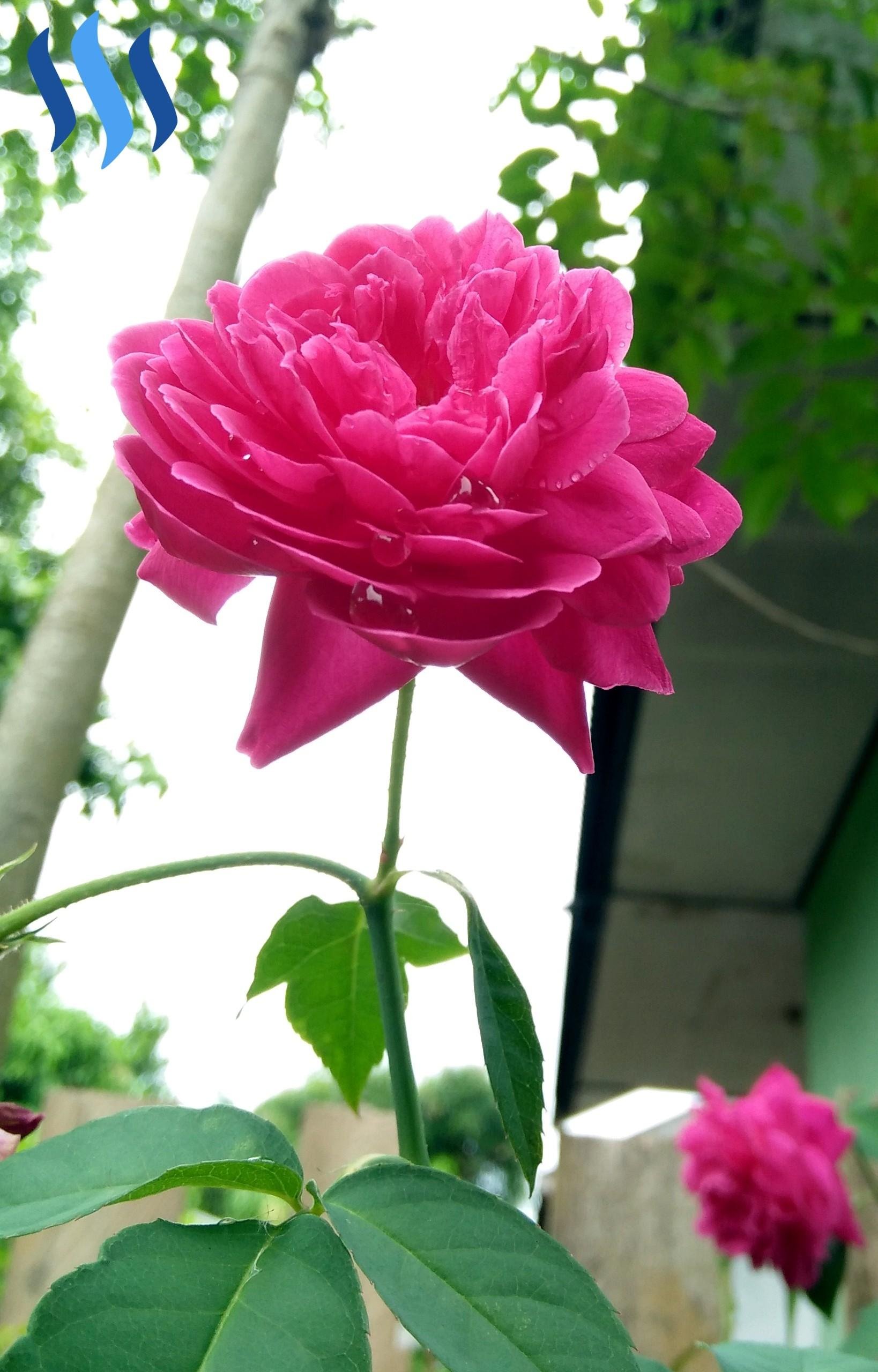 Fantastis 12 Gambar  Setangkai Bunga  Mawar  Yg  Indah  