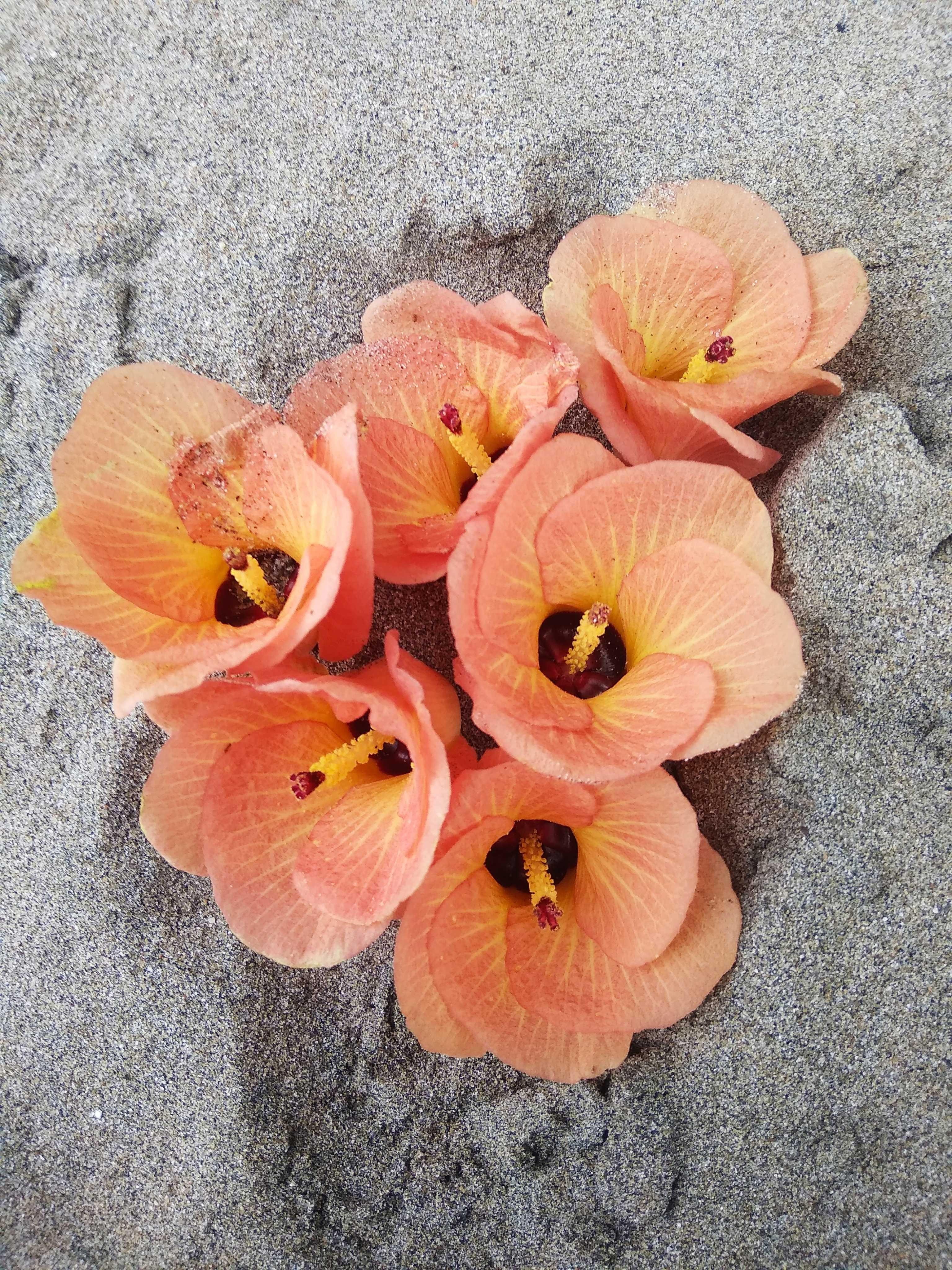Paling Bagus 10+ Gambar Bunga Layu Cantik - Gambar Bunga Indah