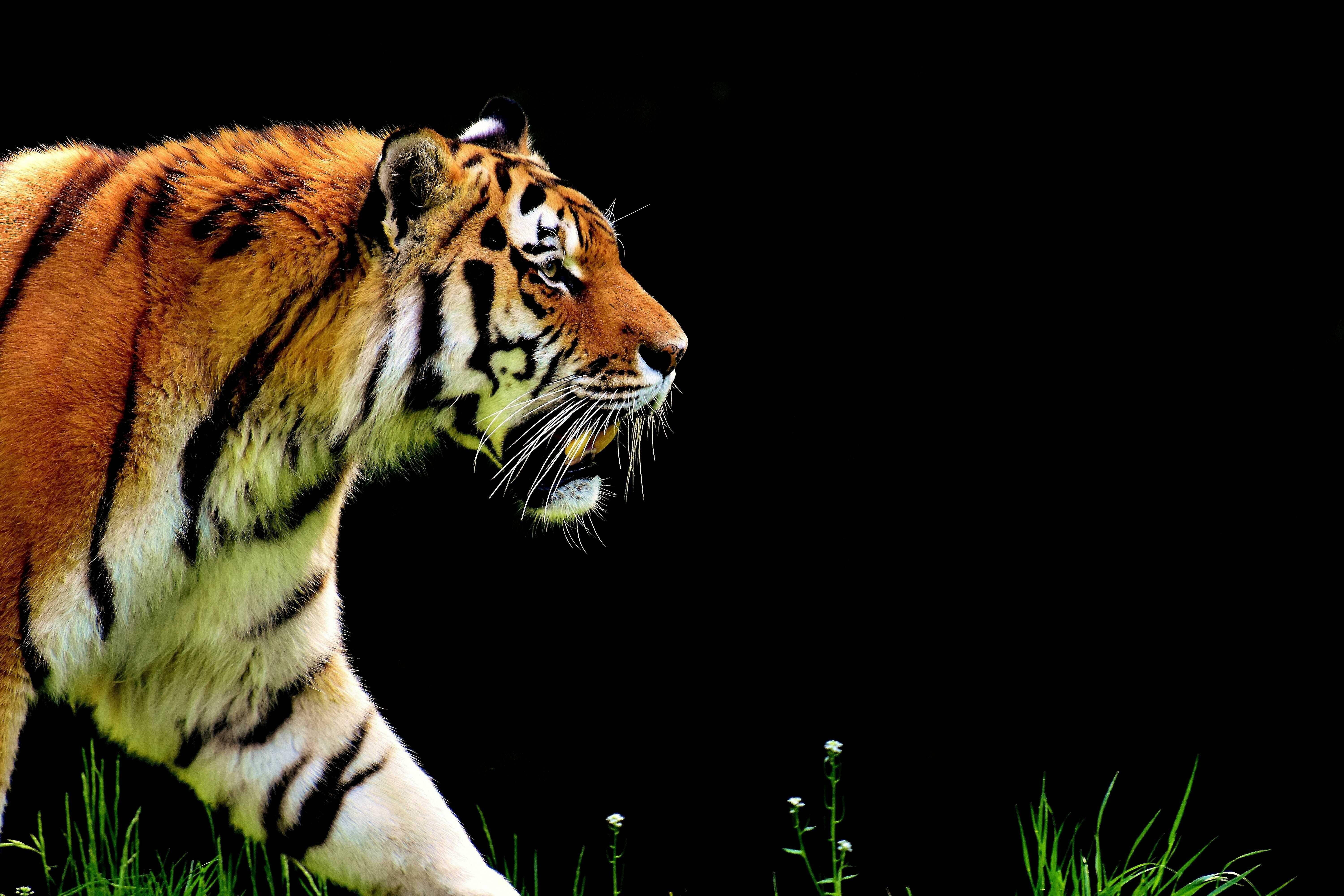Singa