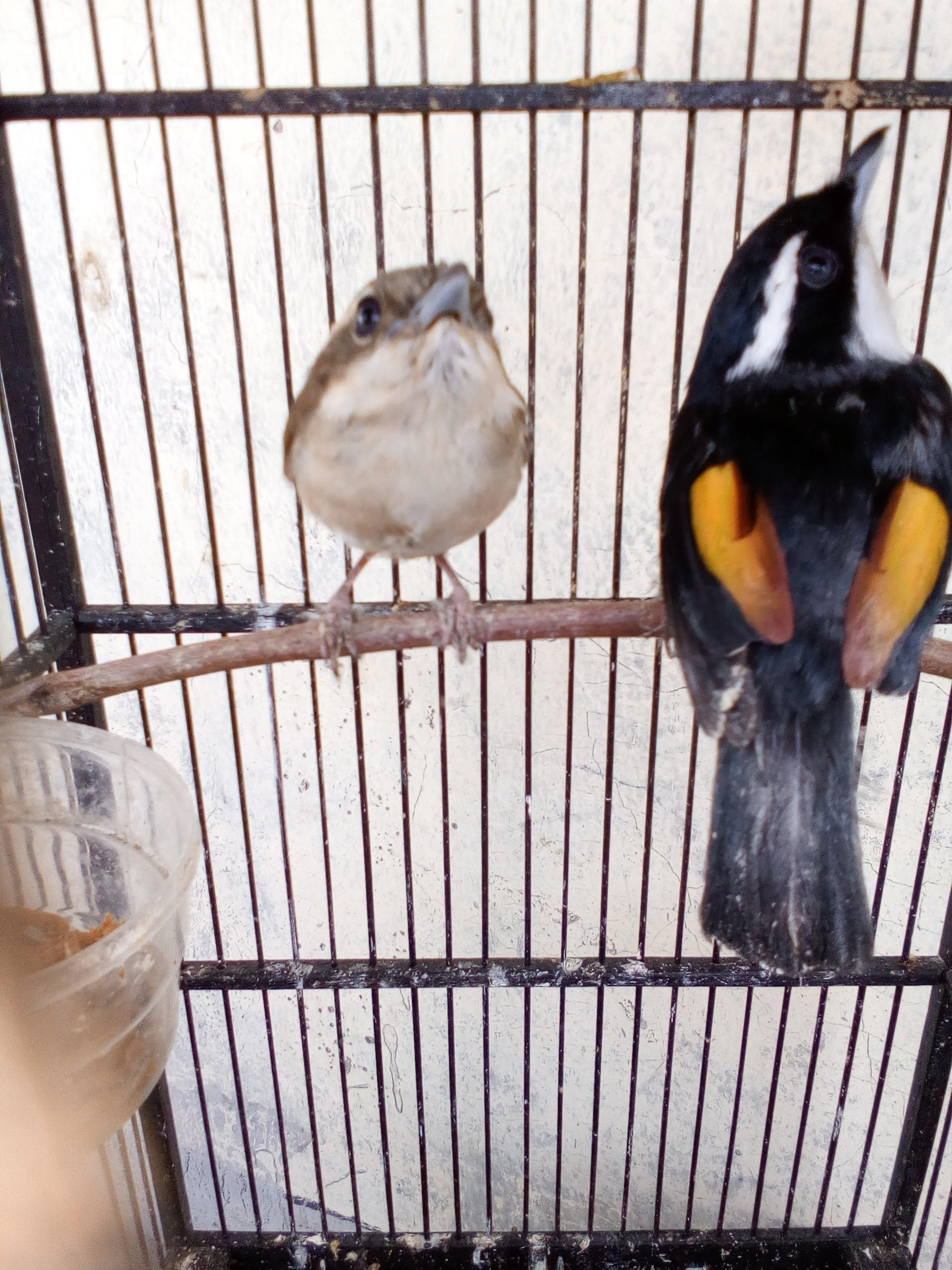 Sepasang Burung Ciu Besar Steemkr