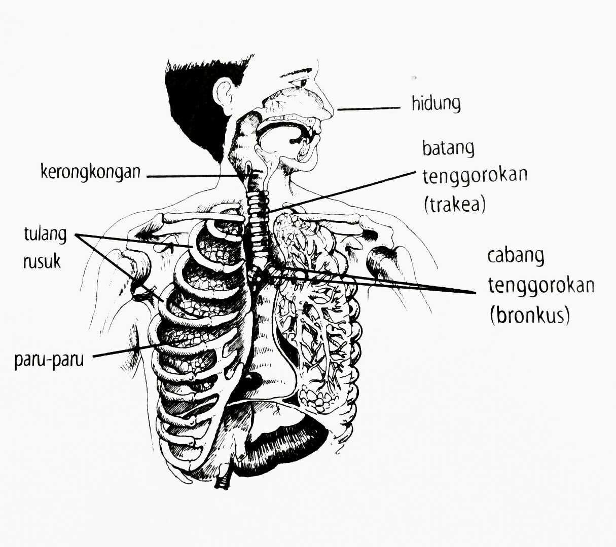 Esteem Tahukah Kamu Steemkr