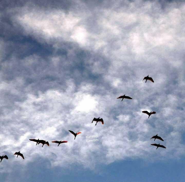 Fotos Burung Lagi Terbang Melintas Tanah Aceh