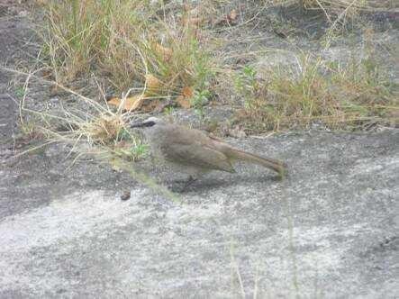 Burung Kutilang Yang Cantik Esteem