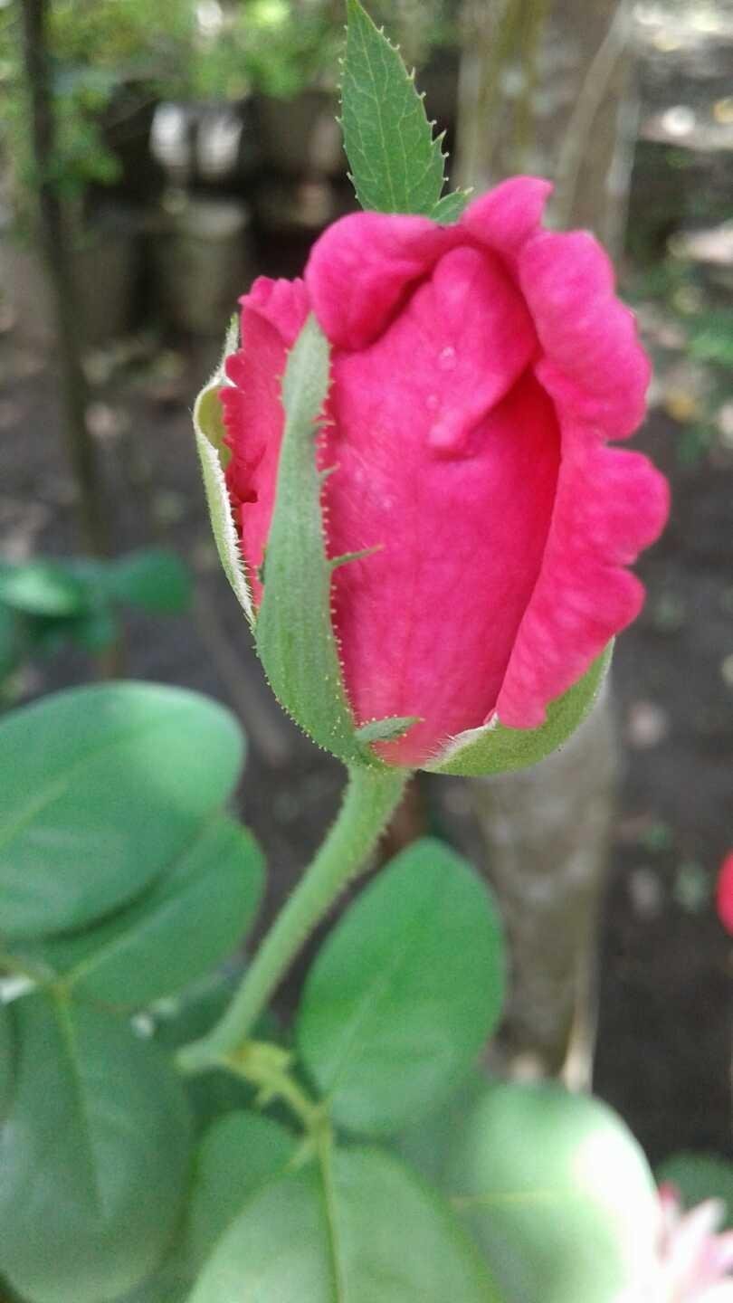 Paling Keren 19+ Gambar Bunga Mawar Yang Masih Kuncup - Gambar Bunga Indah