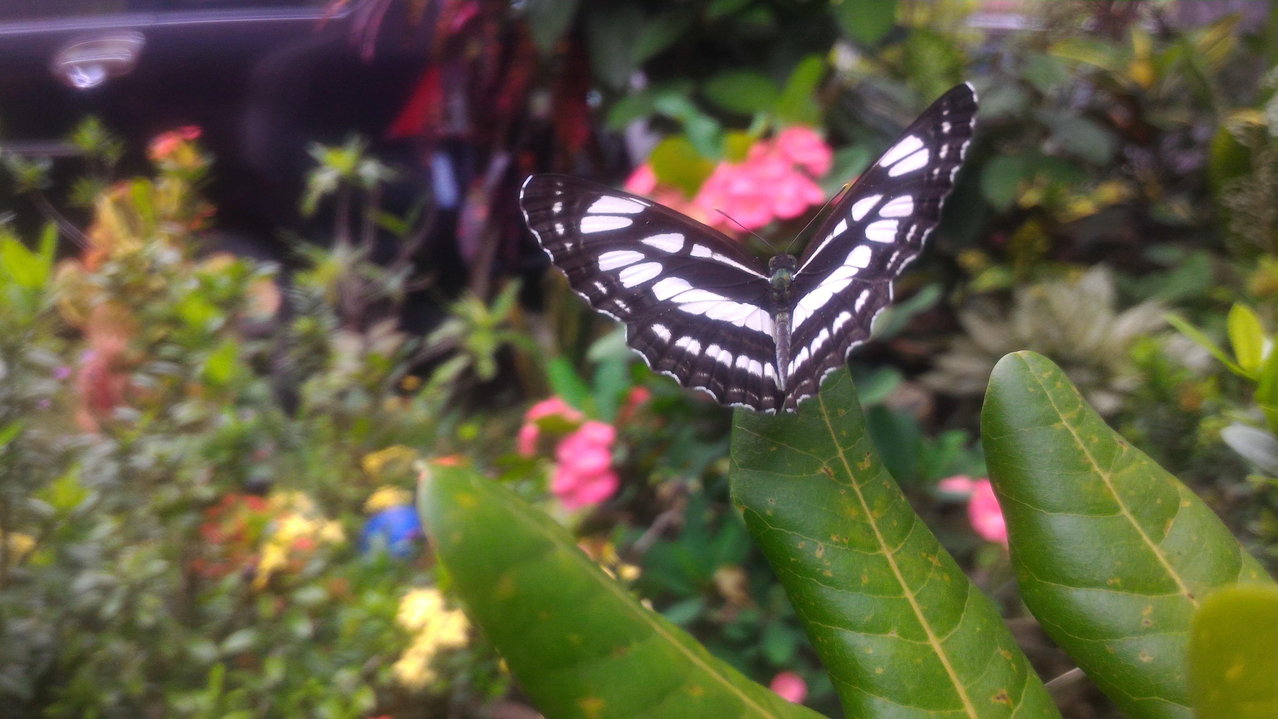 Gambar Kupu  Kupu  Di Taman  Bunga Pickini