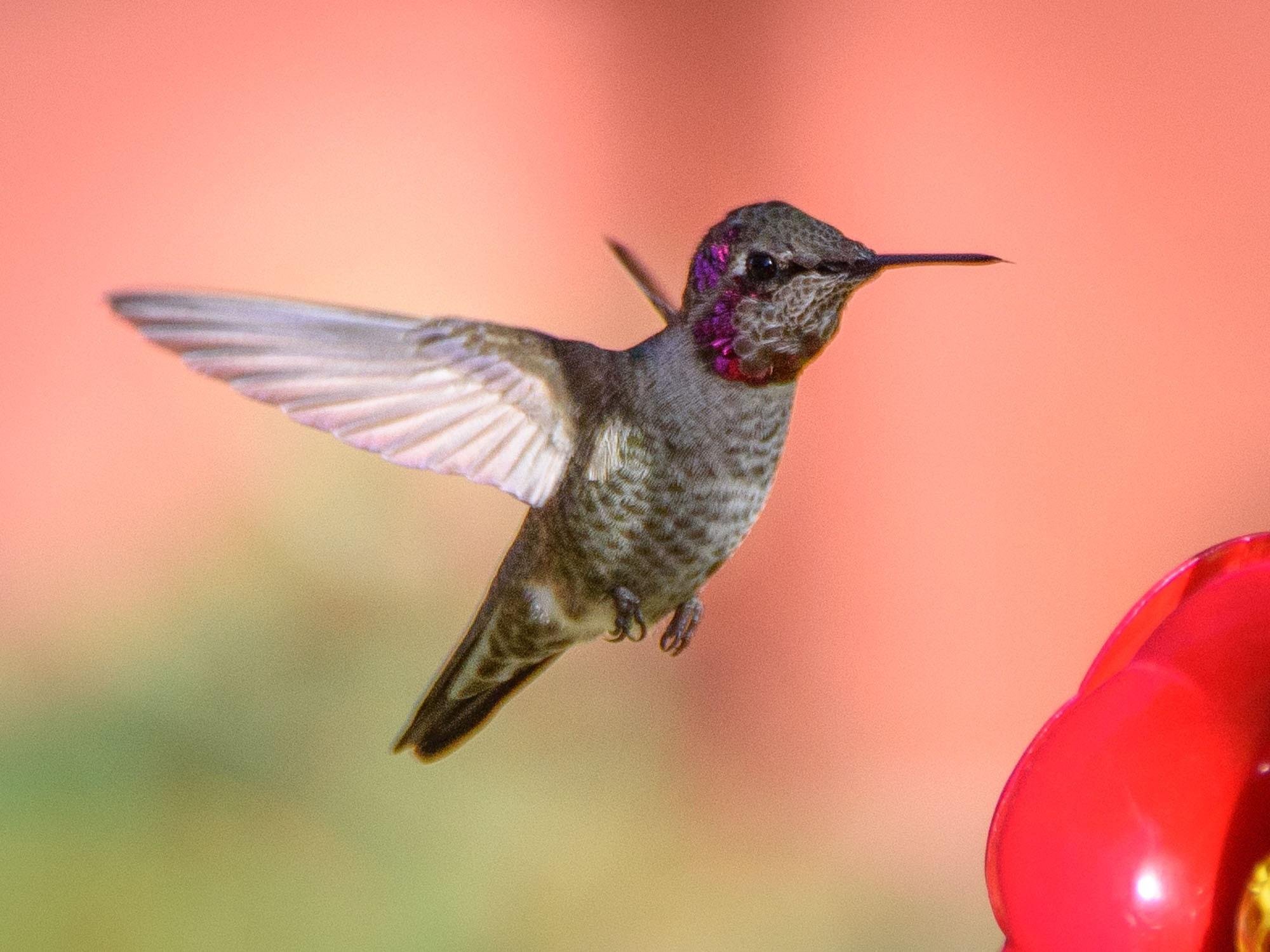 The Totally True And Real Story Of The Hummingbird And The Bee