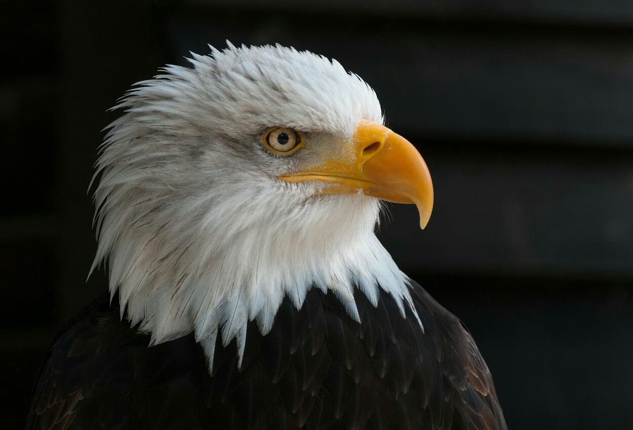 Gambar Burung Elang Dan Bendera Steemit