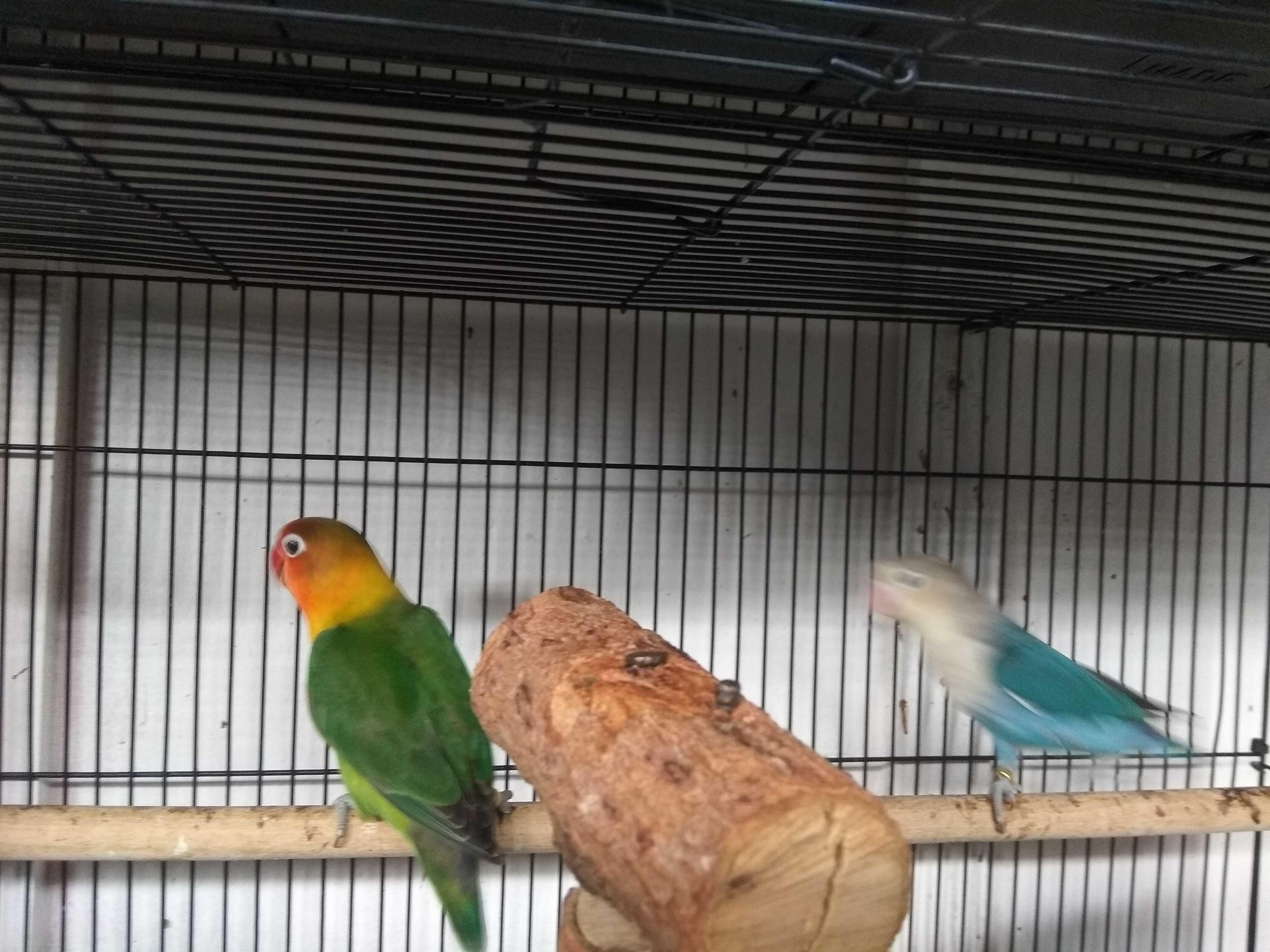 Burung Yang Cantik Steemkr