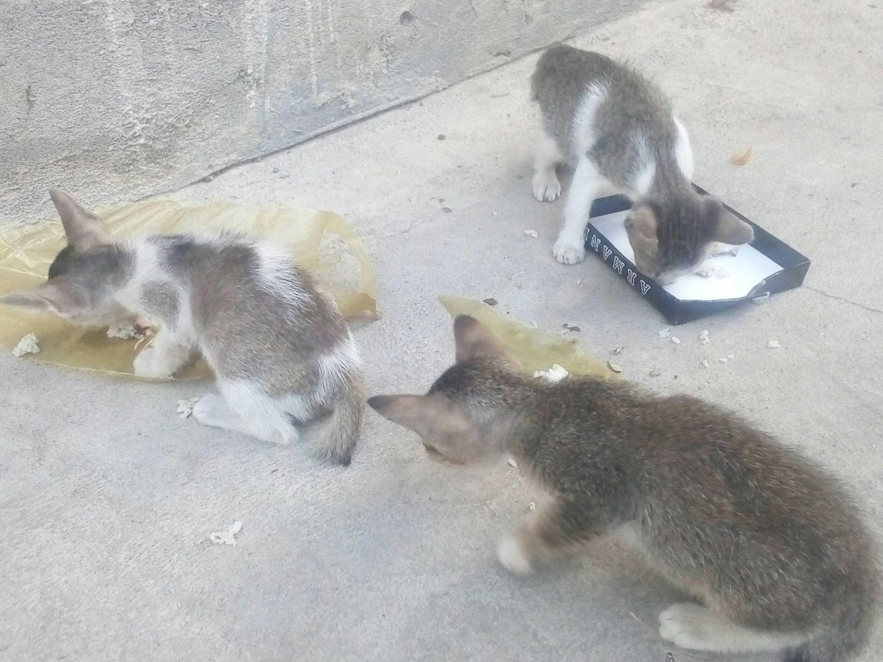 Kucing Hewan Yang Jinak Dan Manja Mengharapkan Sedikit Makanan