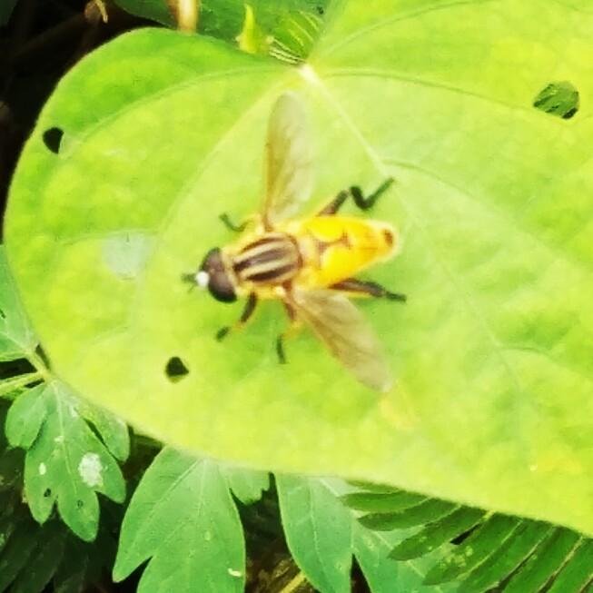 Photography Of The Yellow Flies English Bahasa