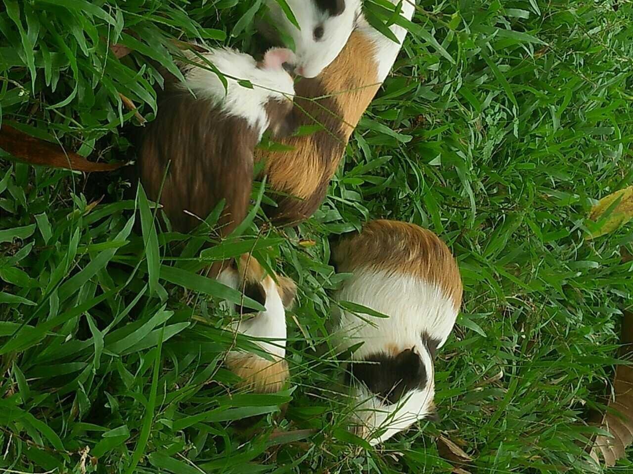 Marmut Binatang Lucu Dan Asik Steemkr