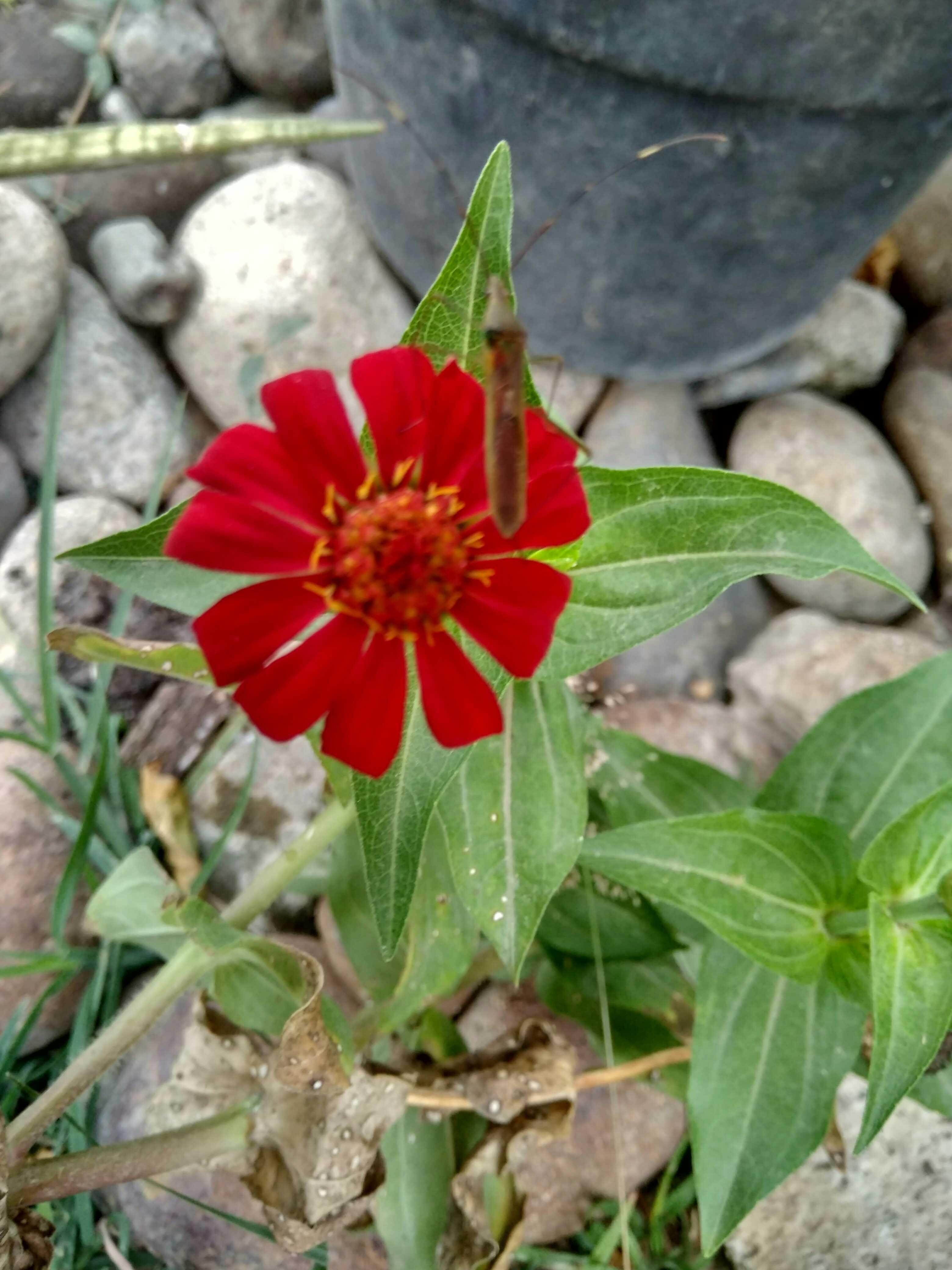  Gambar  Bunga  Dahlia  Merah  Gambar  Bunga 