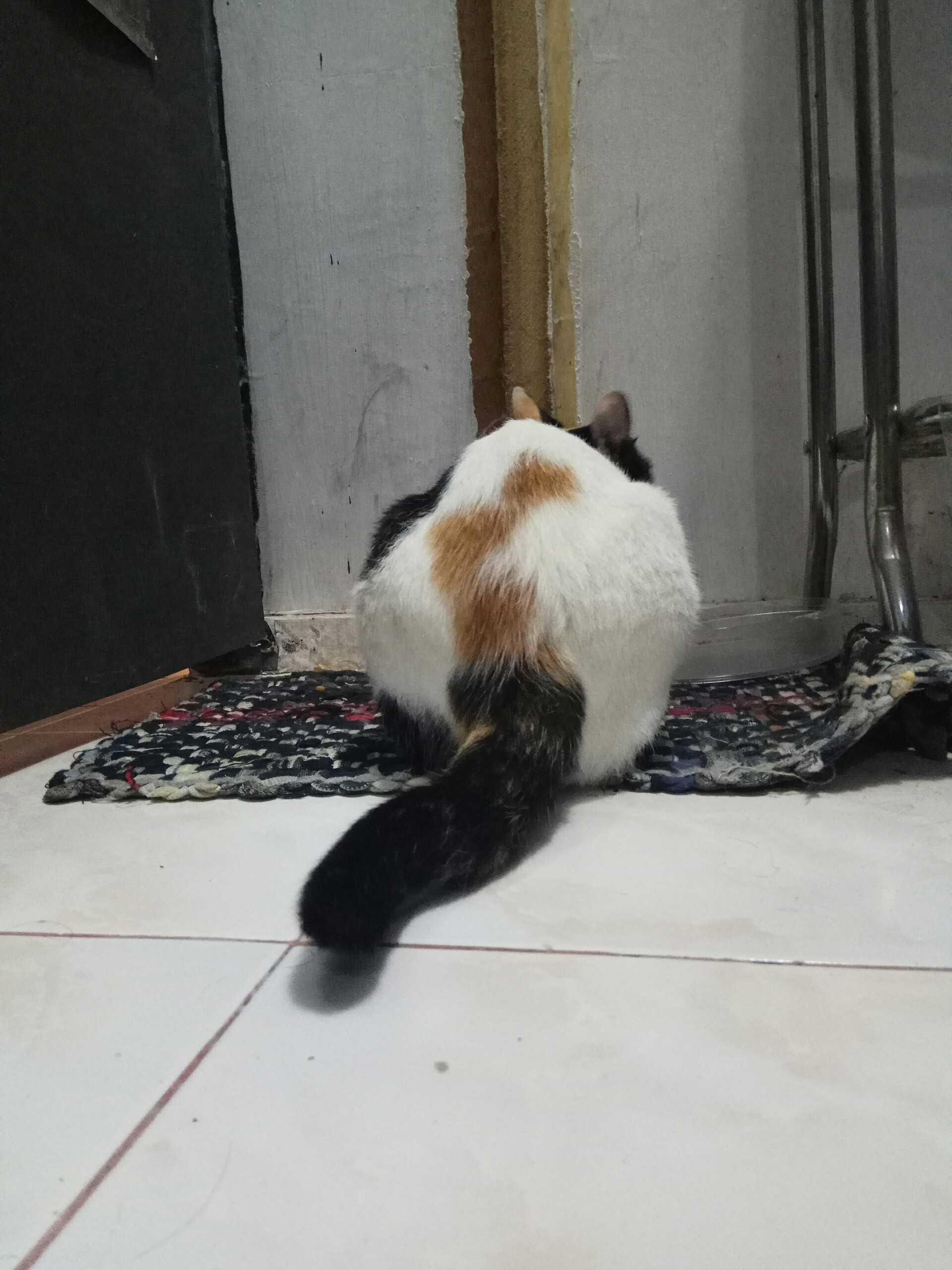 Gambar Kucing  Rumahan Koleksi Gambar HD