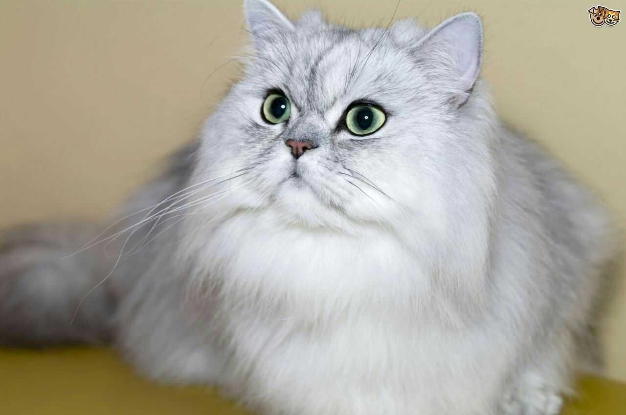 Facts About Persian Cats Not Known By Many Persons