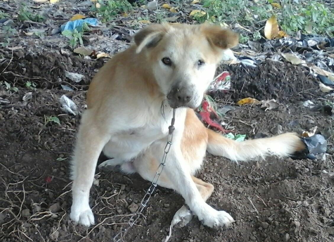Anjing Yang Cinak