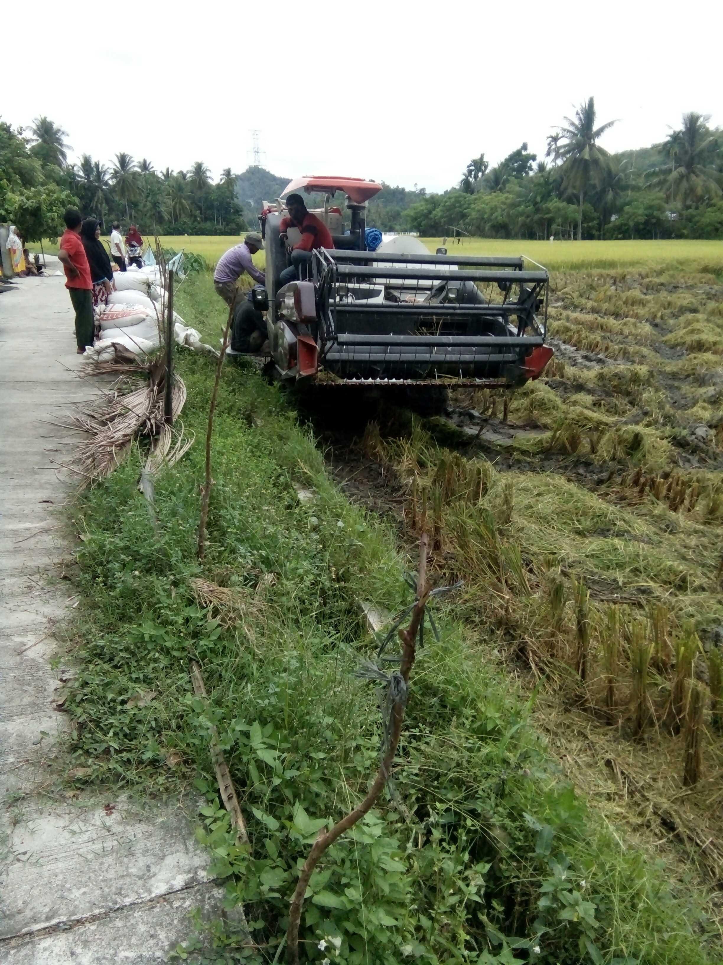 Esteem Saatnya Panen Padi Para Petani