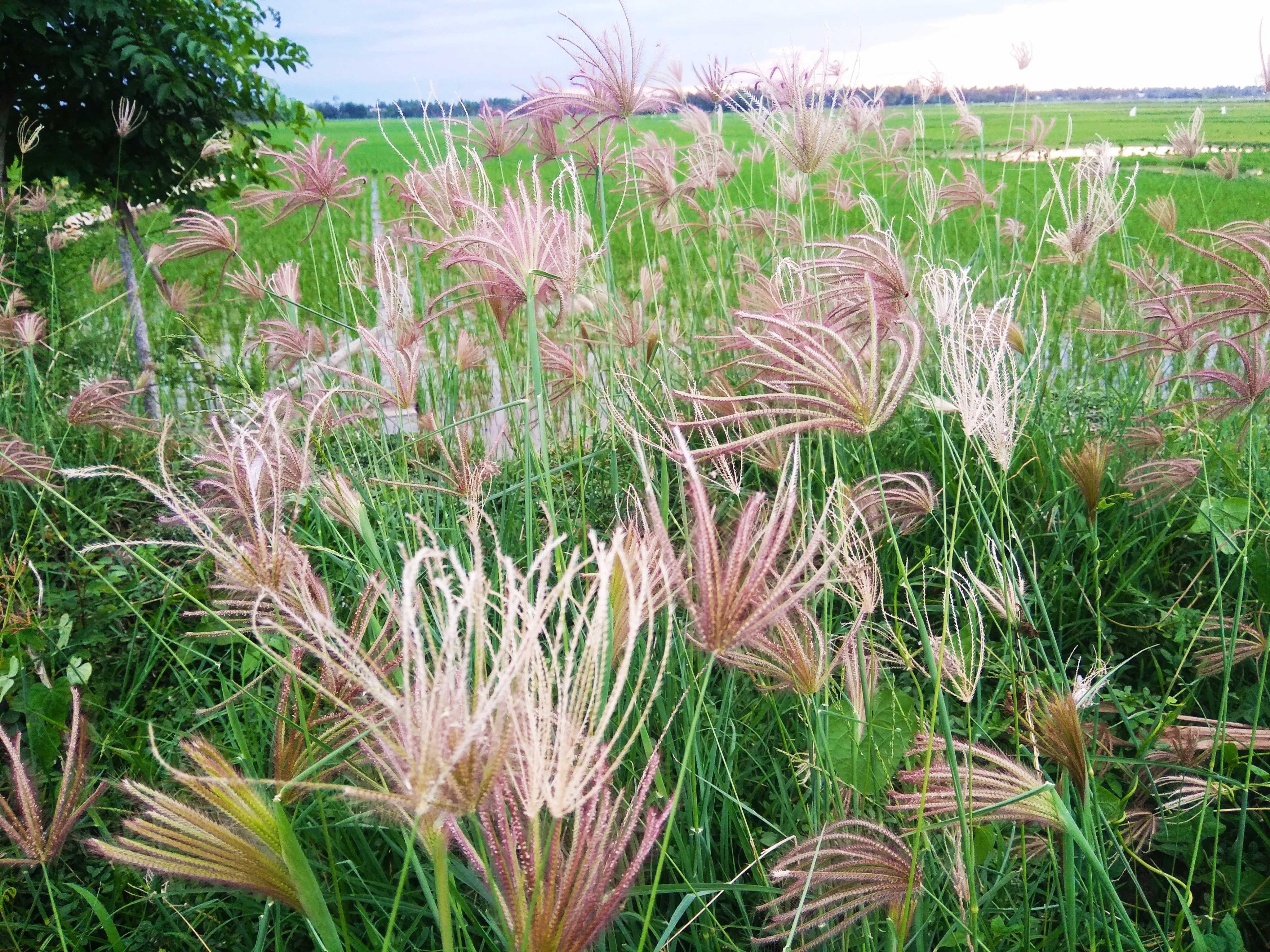 Pemandangan Rumput Liar Steemkr