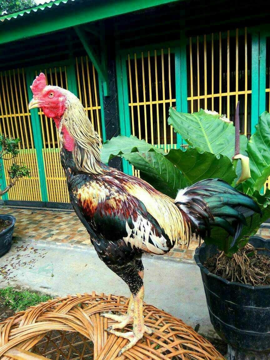 Ayam Burma Sebagai Ayam Aduan Moderen Steemkr<script async src=
