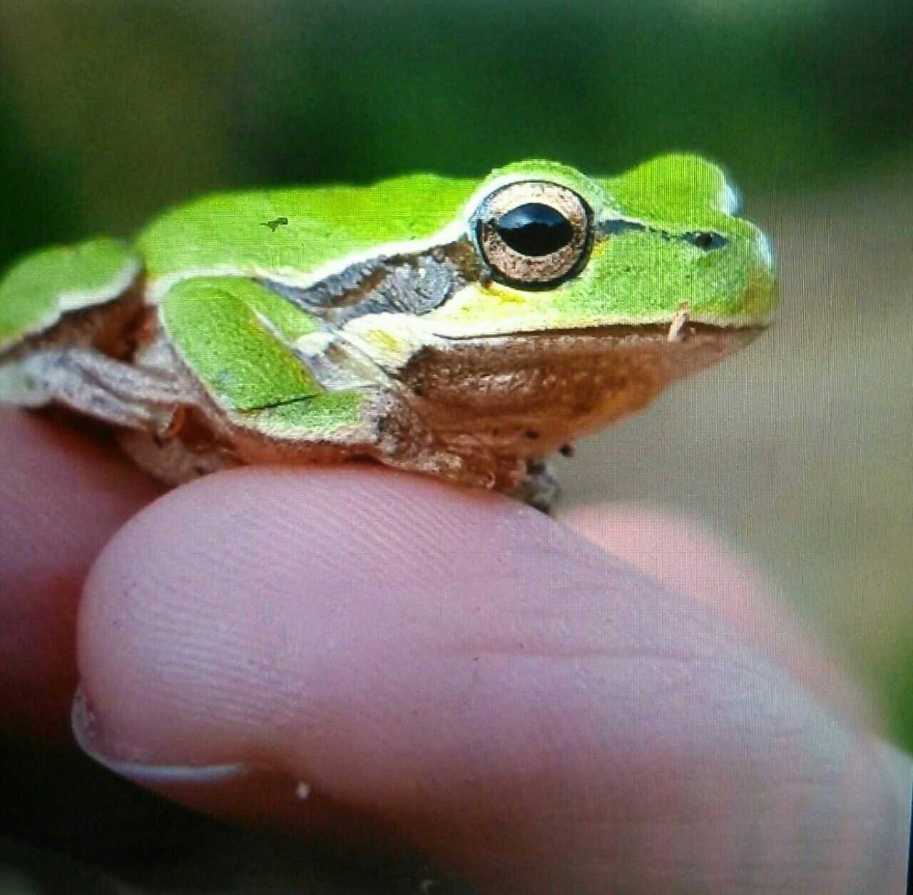  Gambar  Katak  Di Sawah  Kata Kata