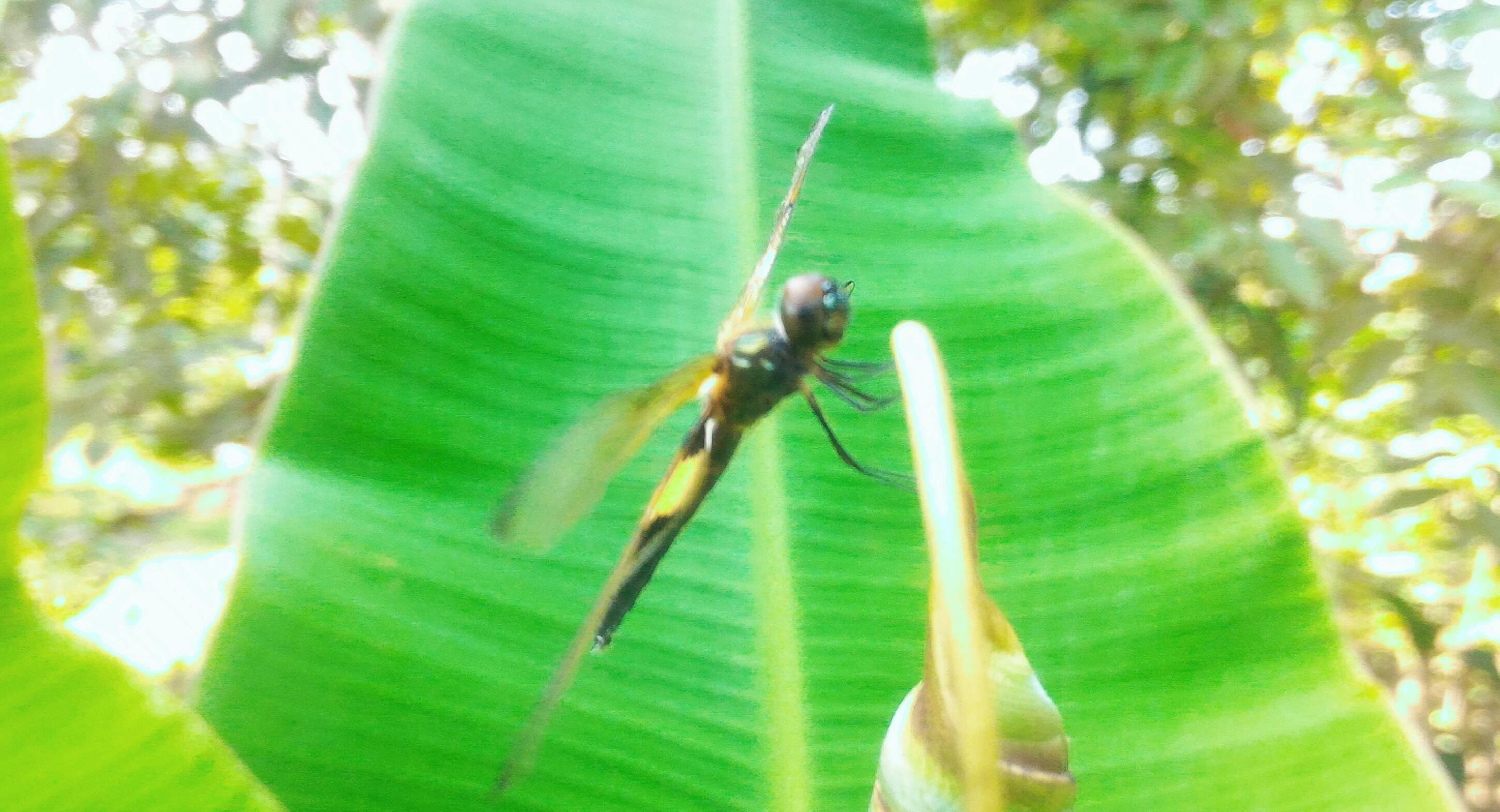 Photography Of Dragonflies And Beauty Fotografi Capung Dan