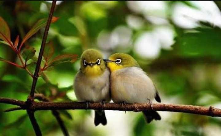 Kisah Aktifis Burung Pipit Dan Kuda Jantan Steemkr