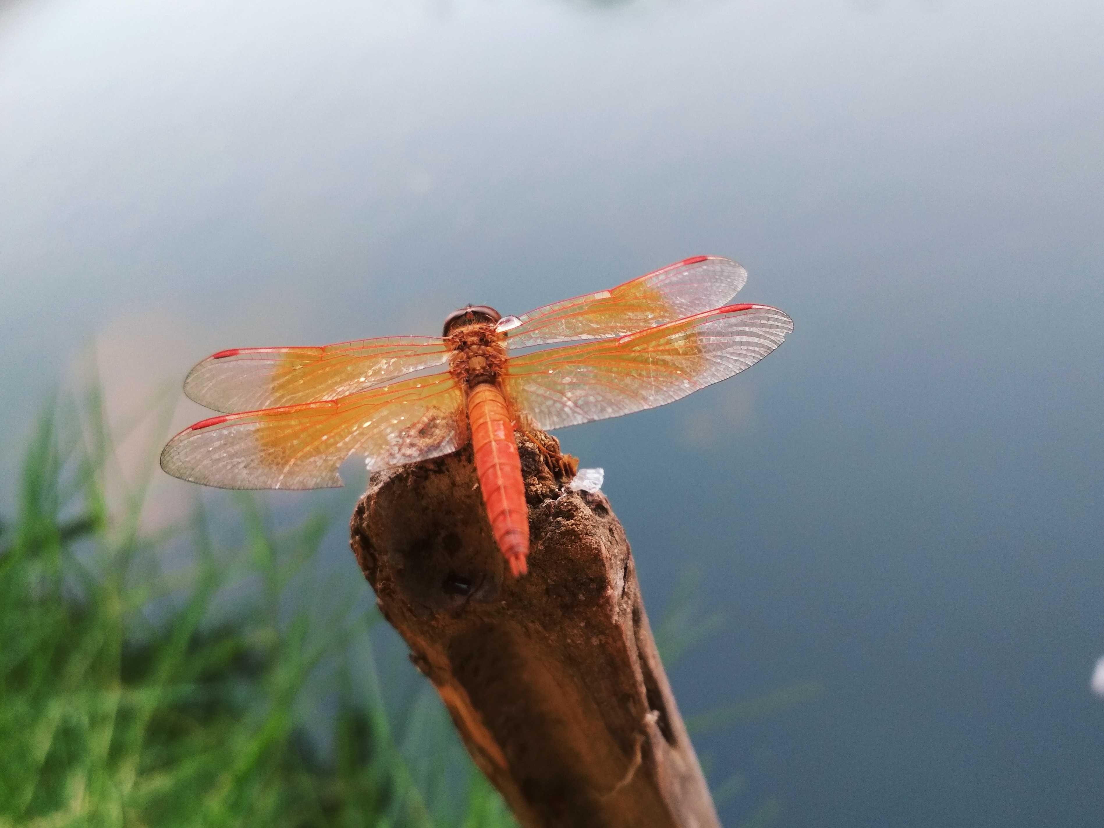 Photography Capung Steemkr