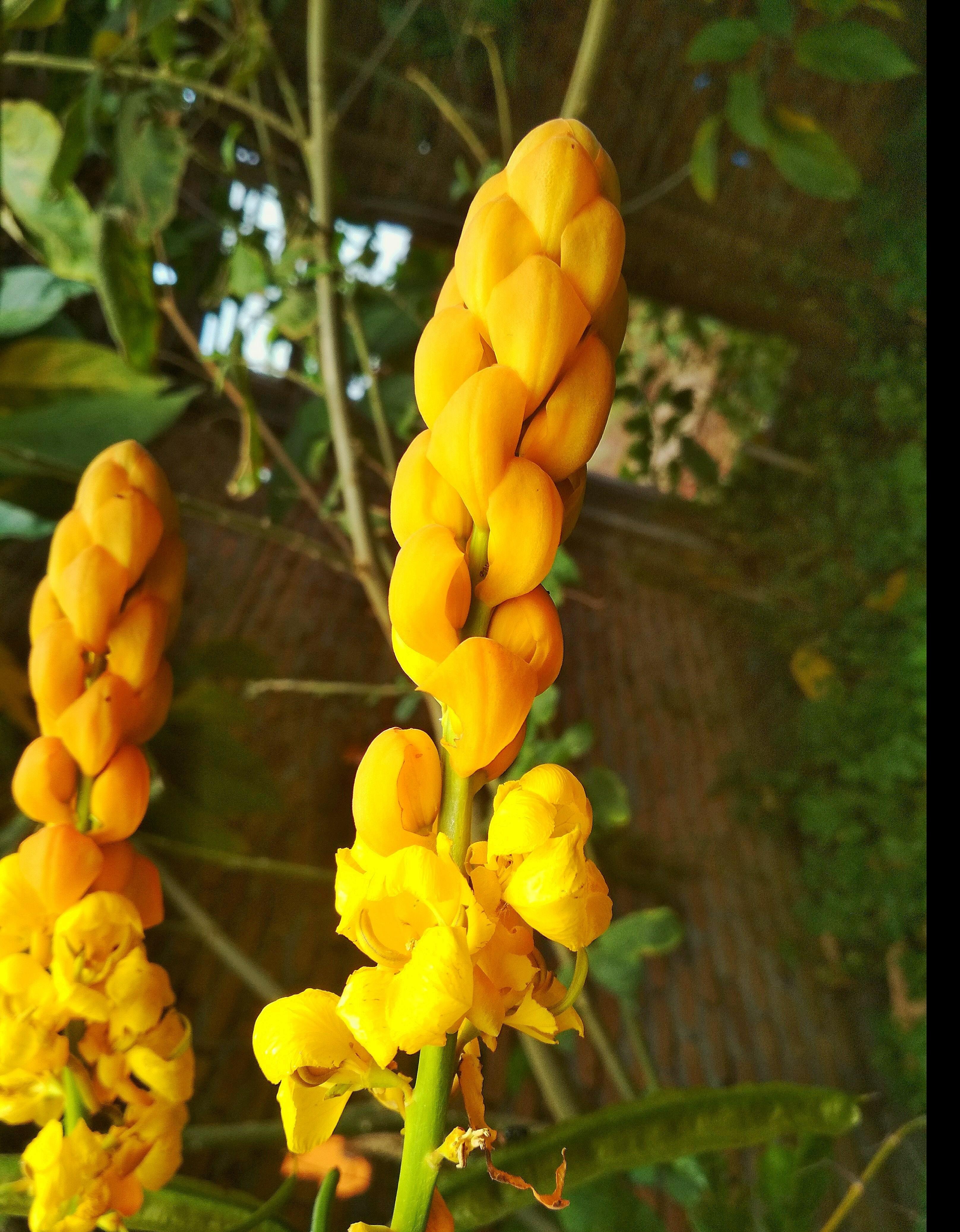  Gambar  Bunga Warna  Kuning  Pickini