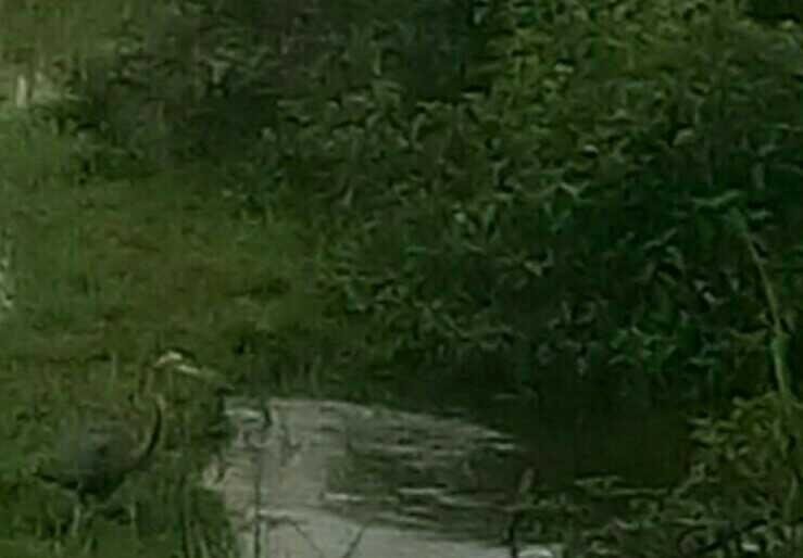 Burung Bangau Cari Makan Di Sawah