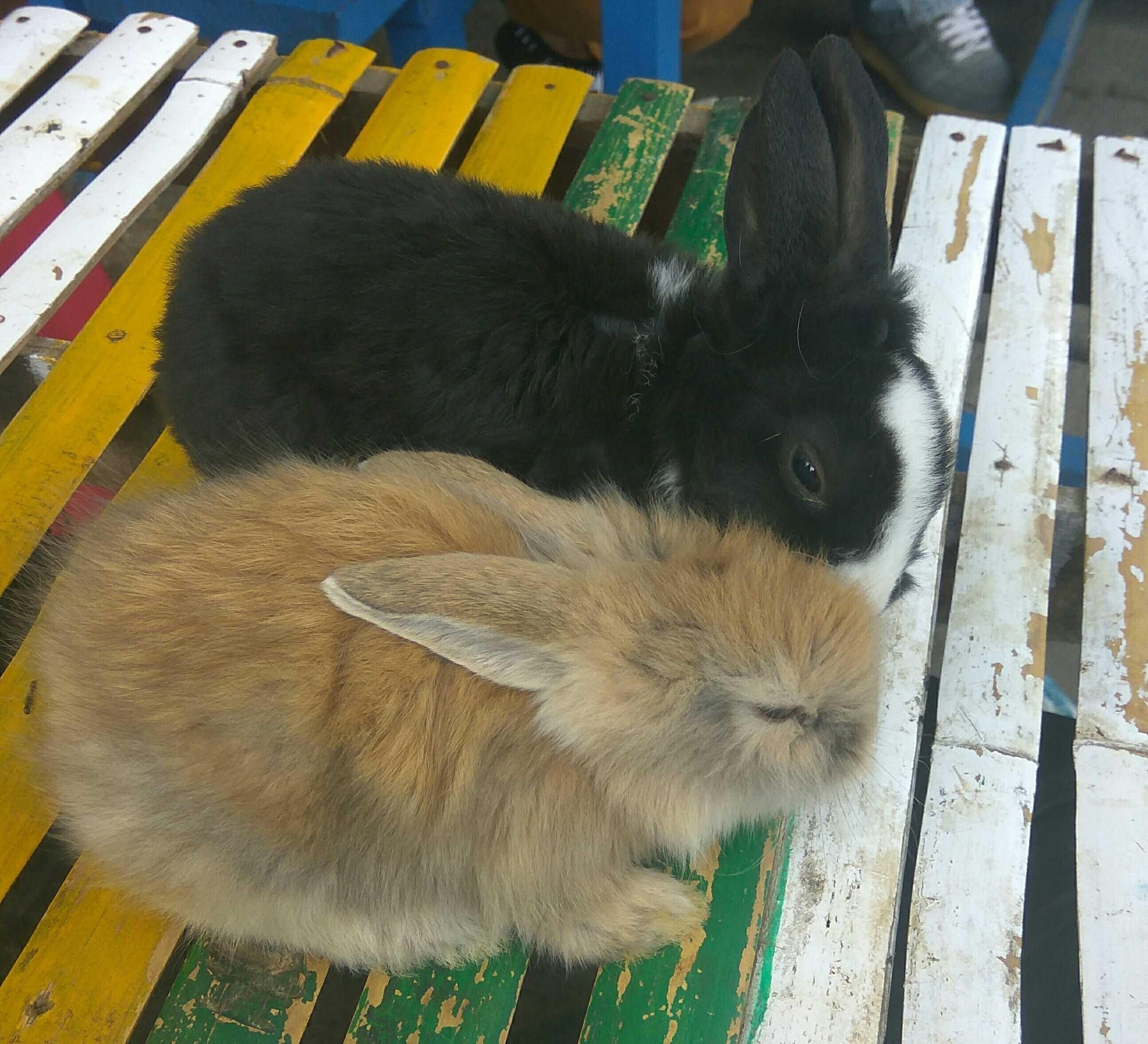 Animalphotography Kelinci Steemkr