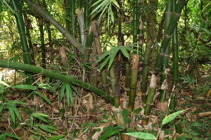 Buluh Bambu Steemkr Buluh Bambu Steemkr